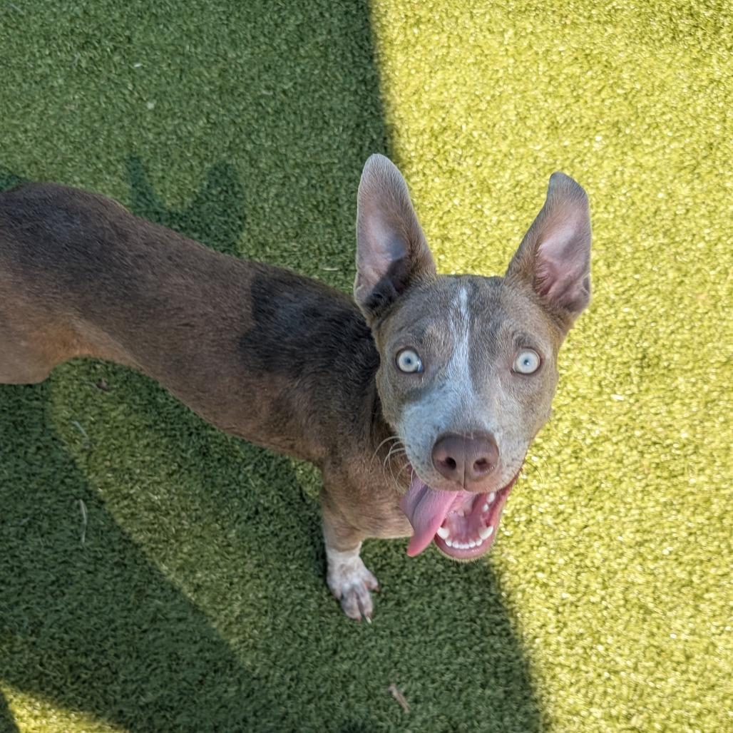 Rabbit, a Adoptable mixed breed in Bryan, TX image 5/5