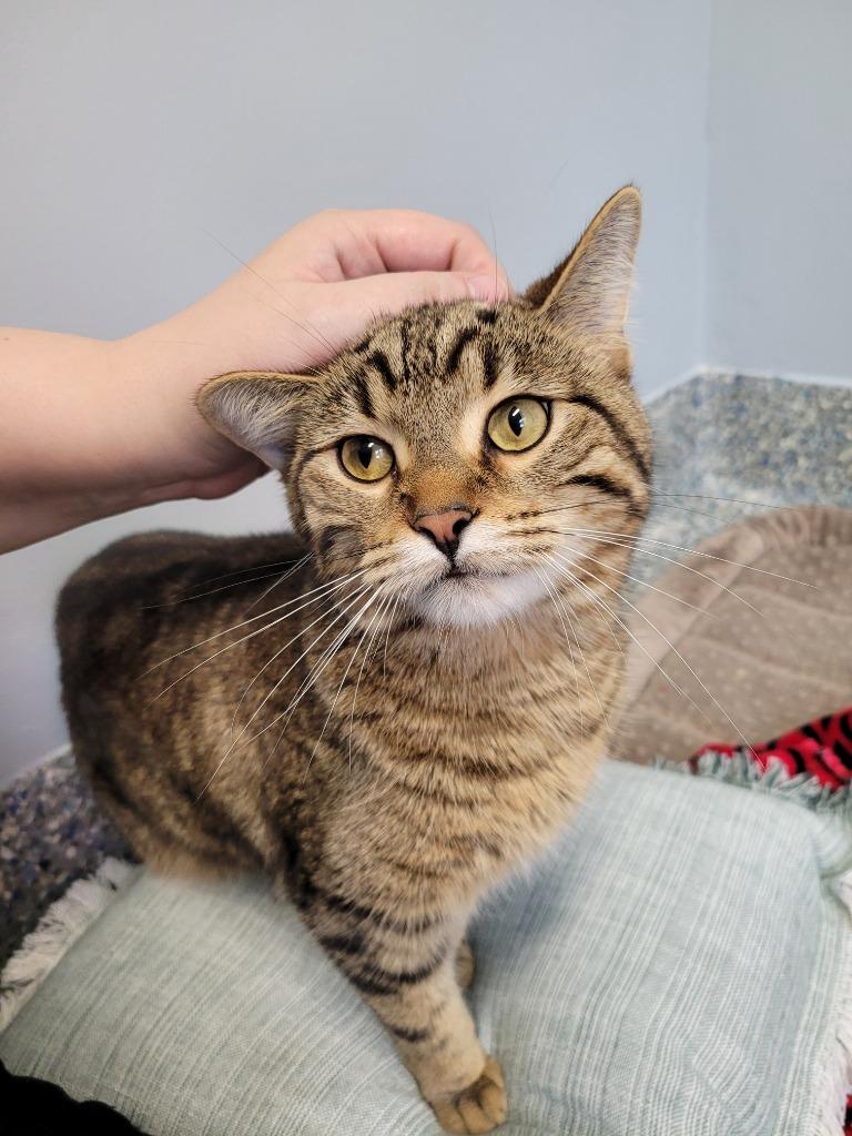 Mittens, Adoptable, Adult Male Domestic Short Hair.