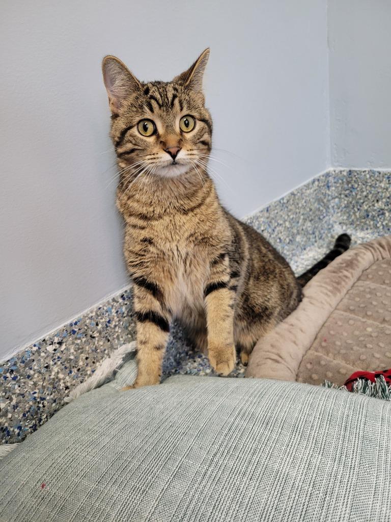 Enlarge Mittens, a Adoptable mixed breed in Angola, IN image 2/4