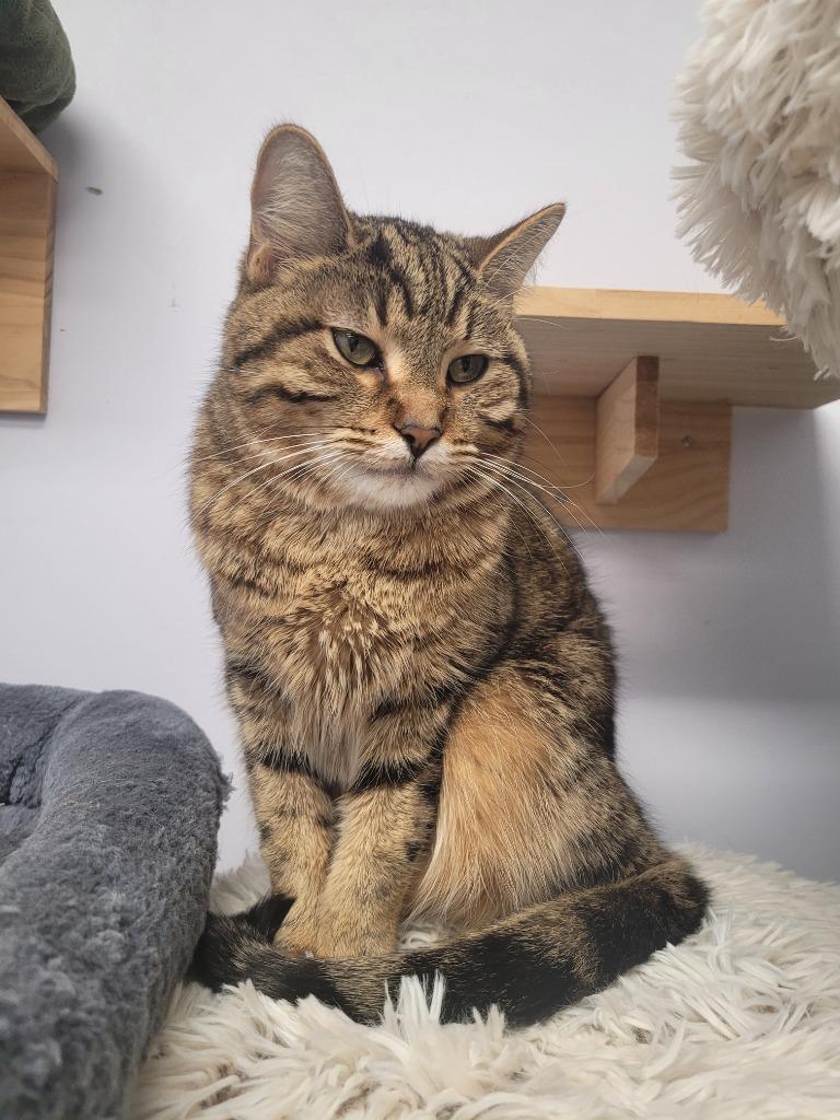 Enlarge Mittens, a Adoptable mixed breed in Angola, IN image 3/6