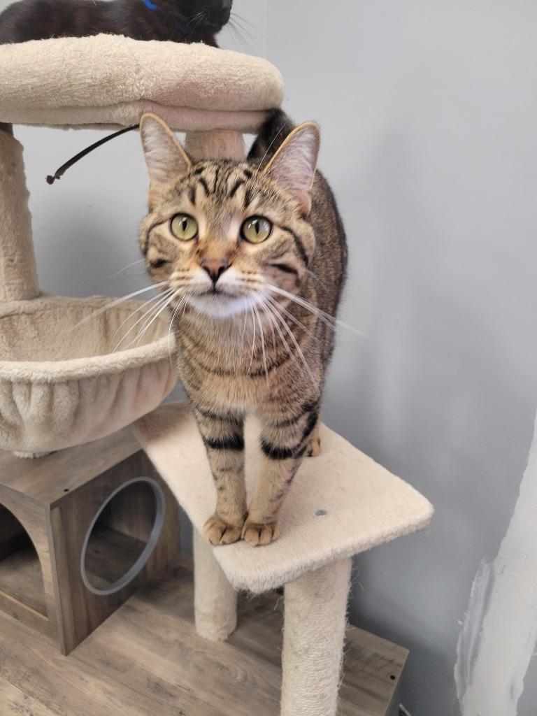 Enlarge Mittens, a Adoptable mixed breed in Angola, IN image 3/4