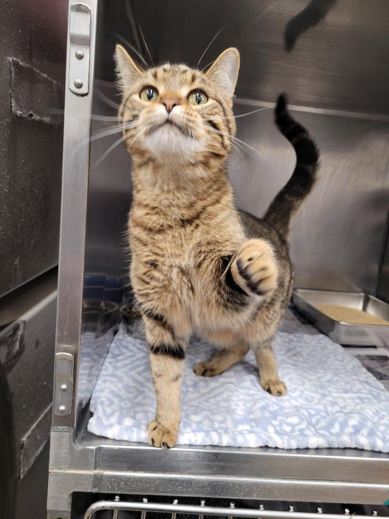 Enlarge Mittens, a Adoptable mixed breed in Angola, IN image 4/4