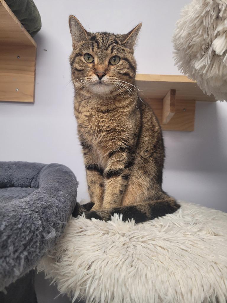 Enlarge Mittens, a Adoptable mixed breed in Angola, IN image 6/6