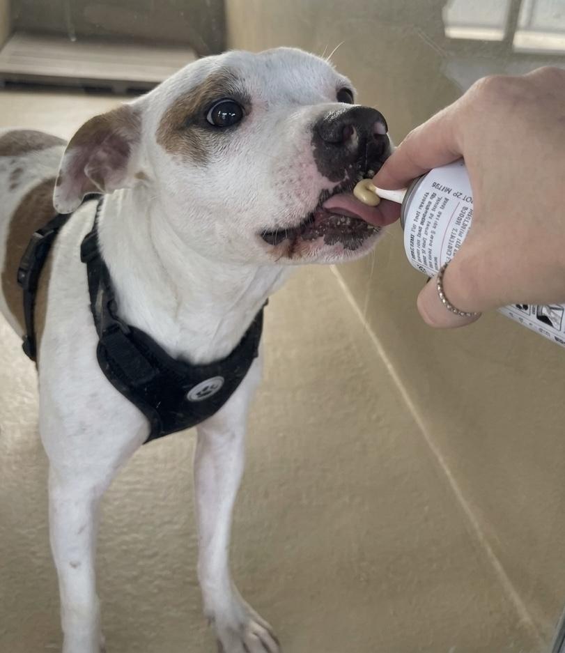 Enlarge Draco, a Adoptable Pit Bull Terrier in sparta, NC image 2/5