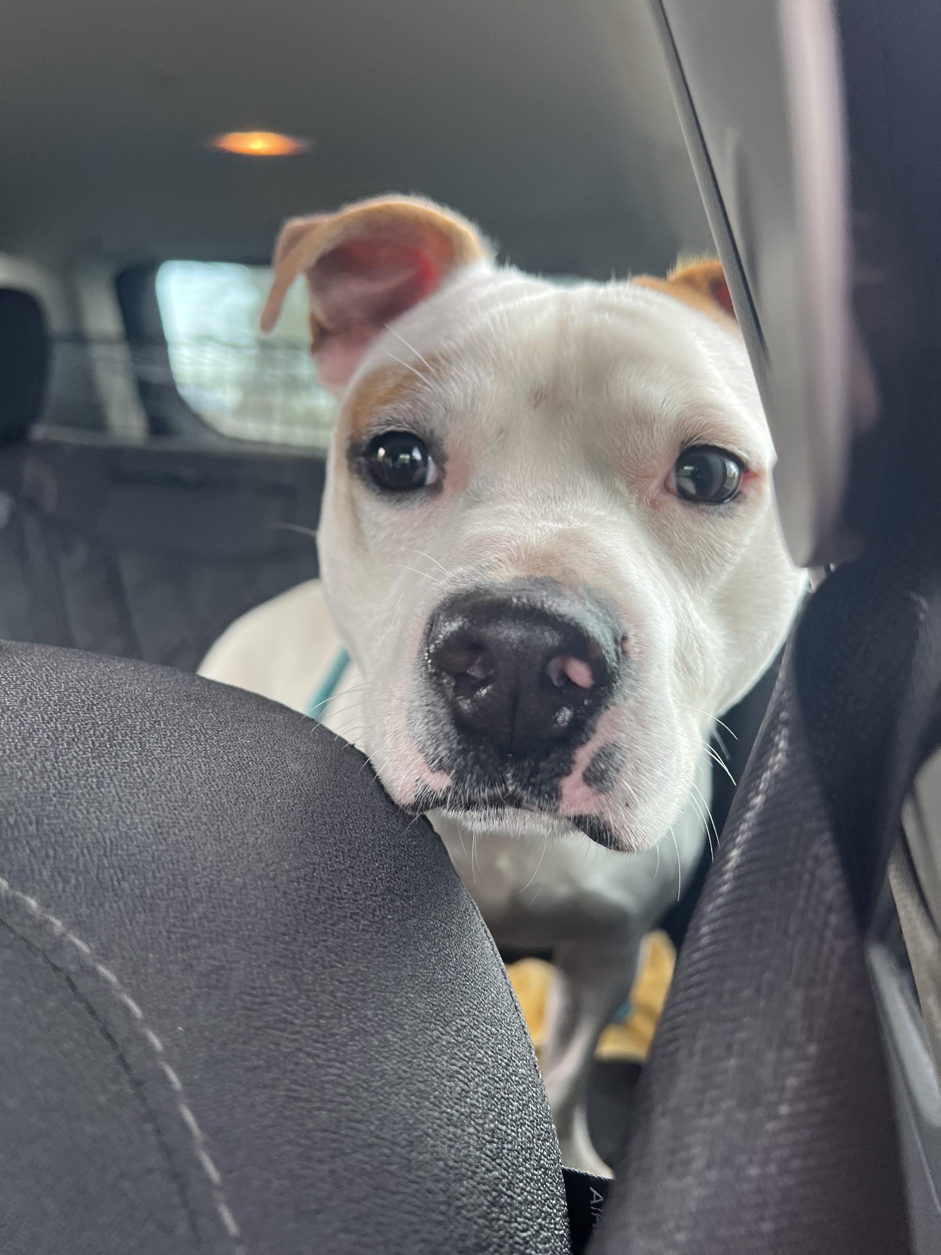 Enlarge Draco, a Adoptable Pit Bull Terrier in sparta, NC image 5/5