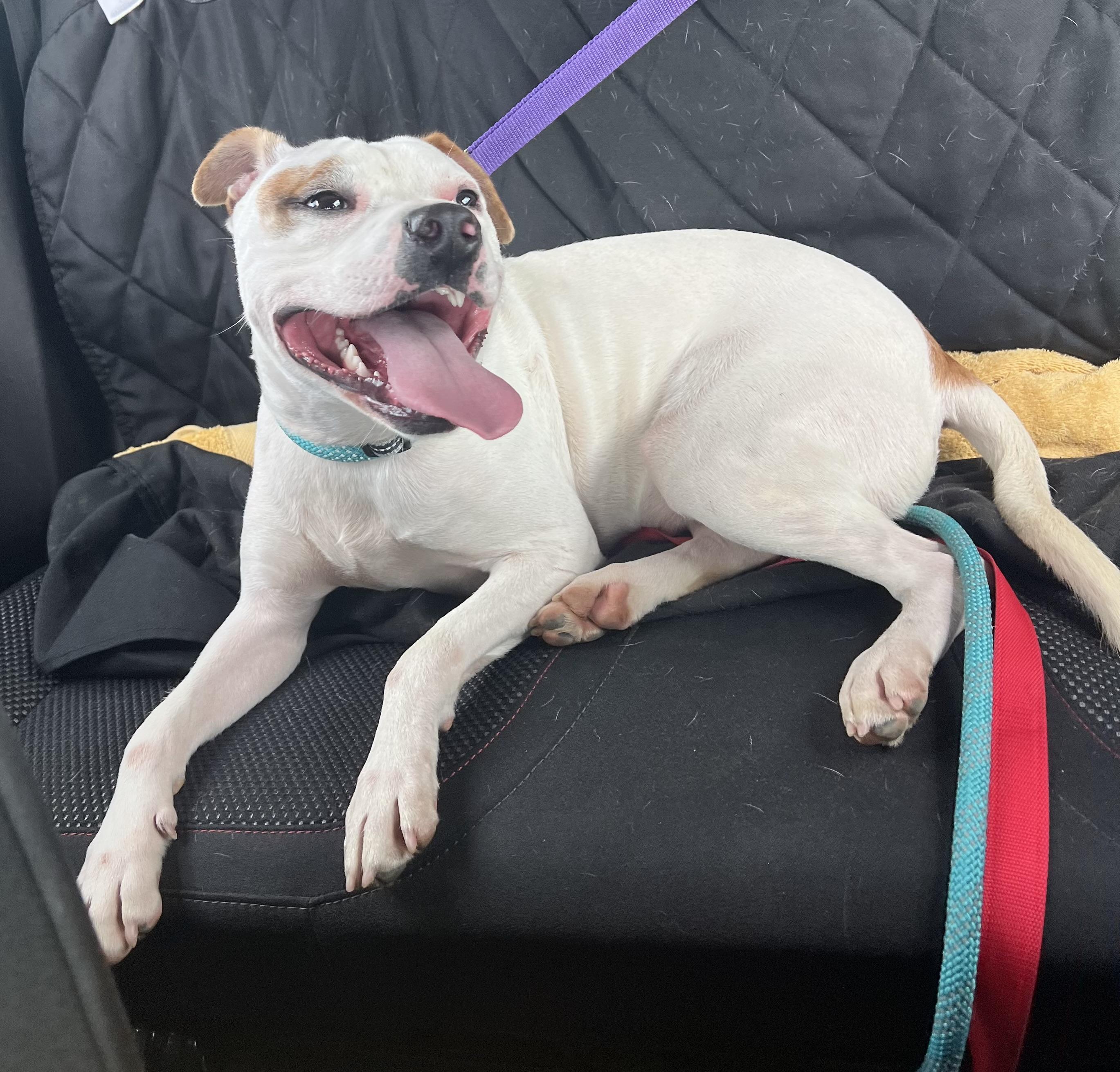 Draco, Adoptable, Adult Male Pit Bull Terrier.