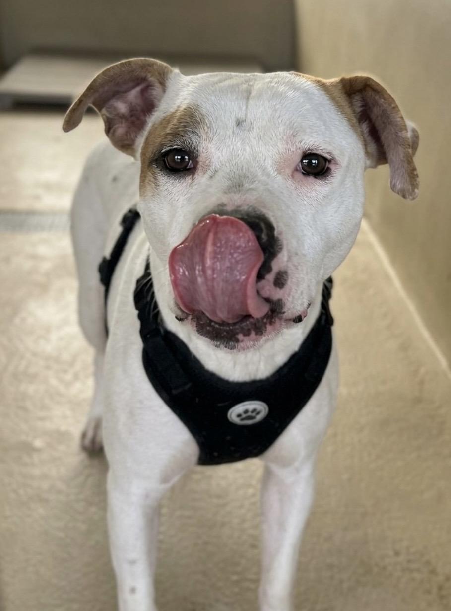 Enlarge Draco, a Adoptable Pit Bull Terrier in sparta, NC image 3/5