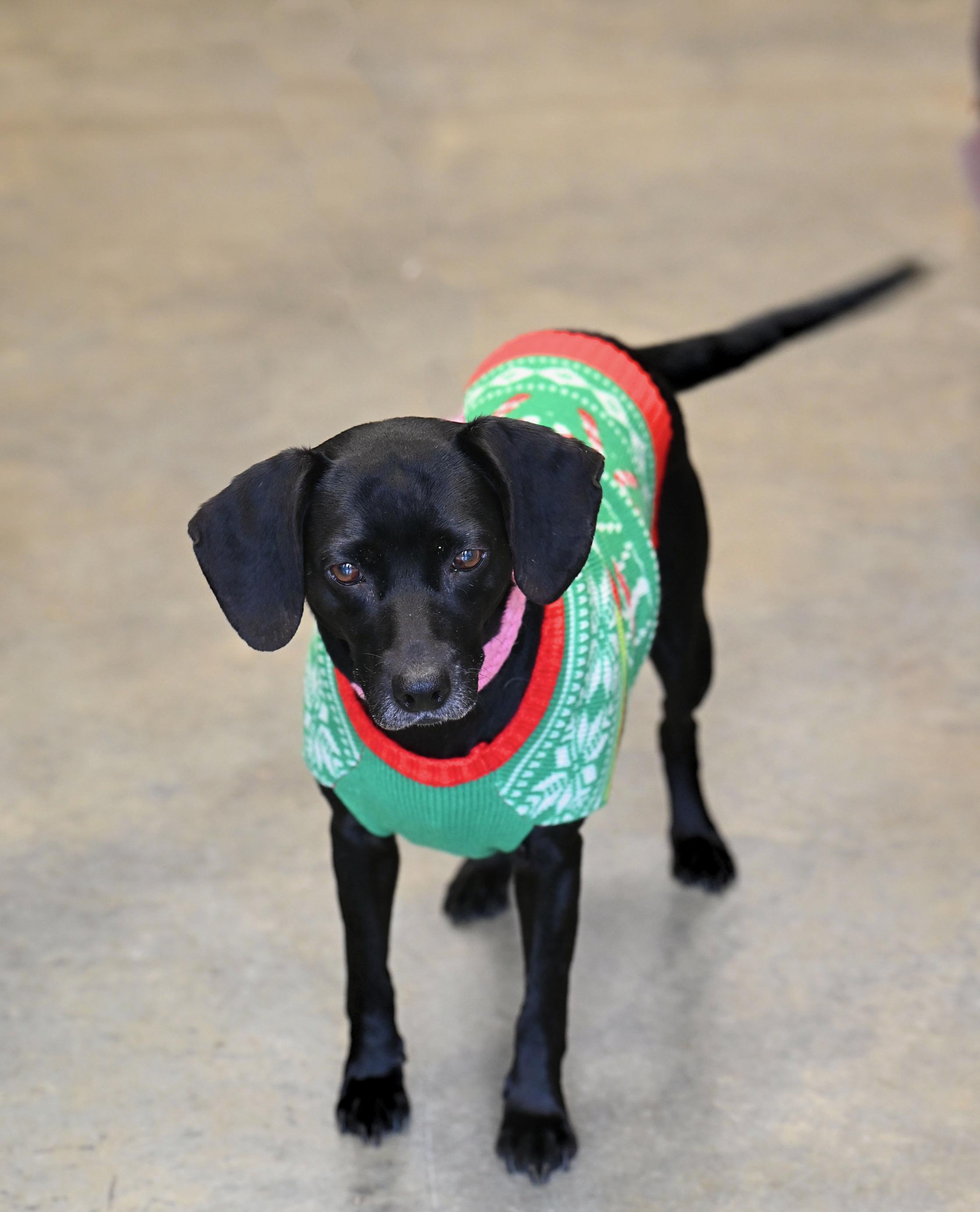 Jade, adopted, Senior Female Terrier.