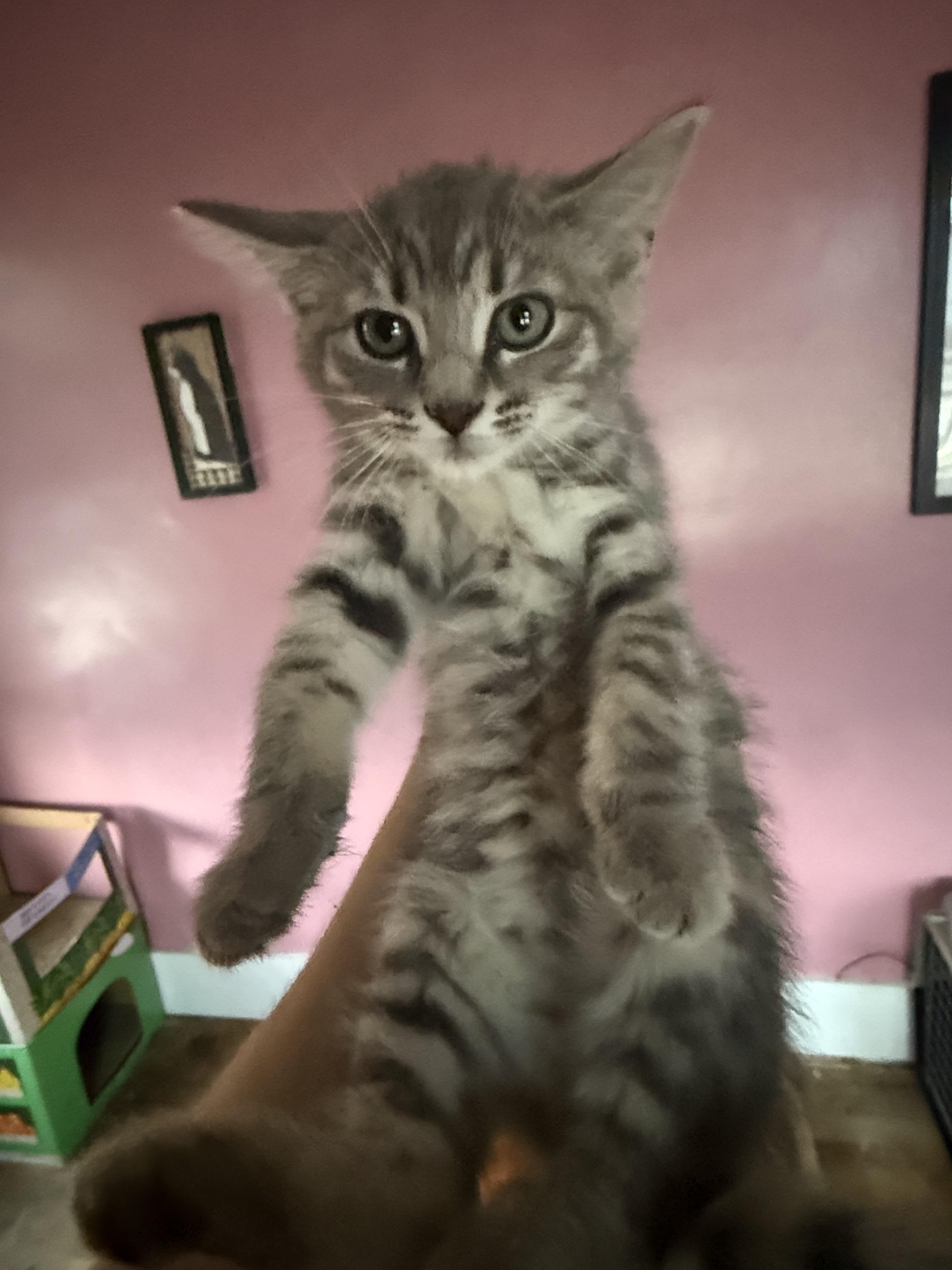 Trucker, Adoptable, Kitten Female Domestic Medium Hair.