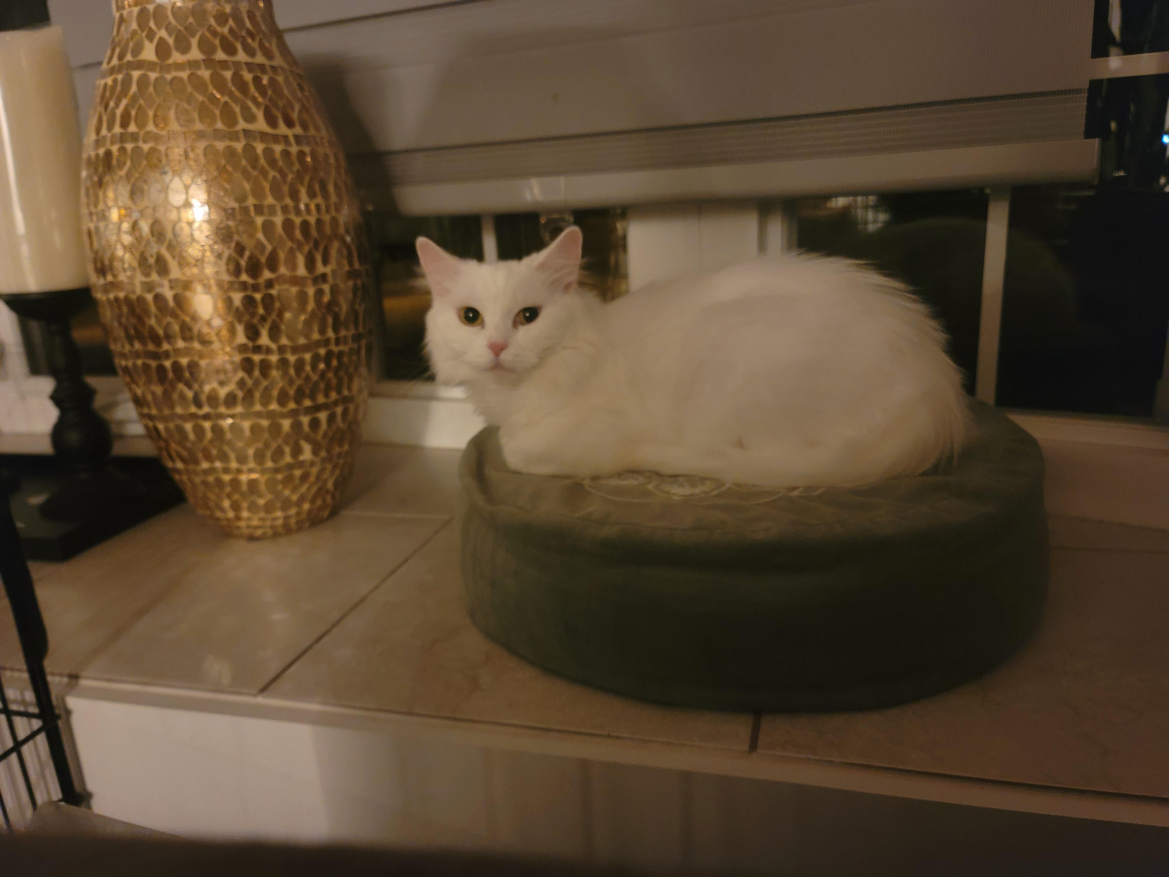 Jolene, Adoptable, Young Female Turkish Angora.