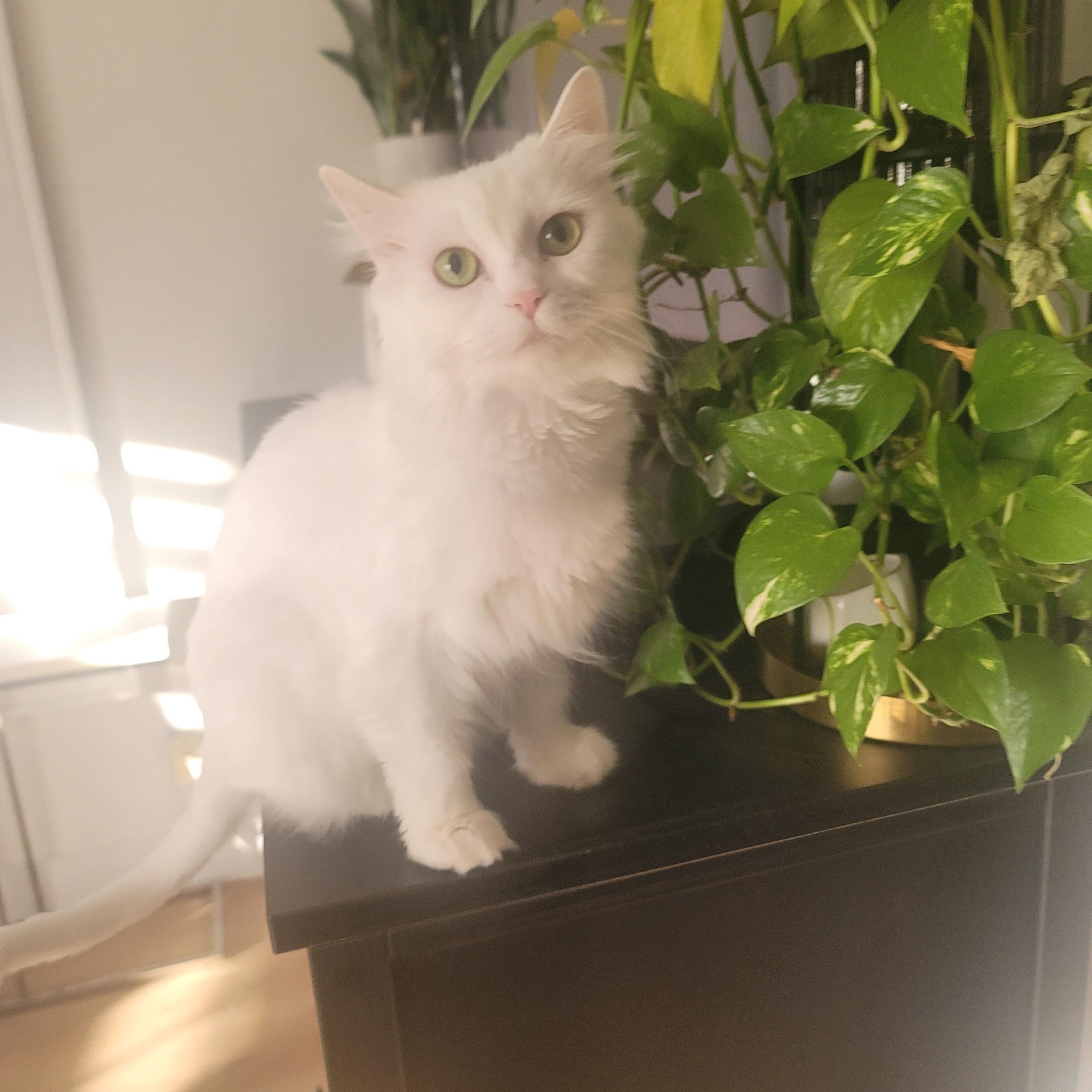 Enlarge Jolene, a Adoptable Turkish Angora in Scarborough, ON image 2/3