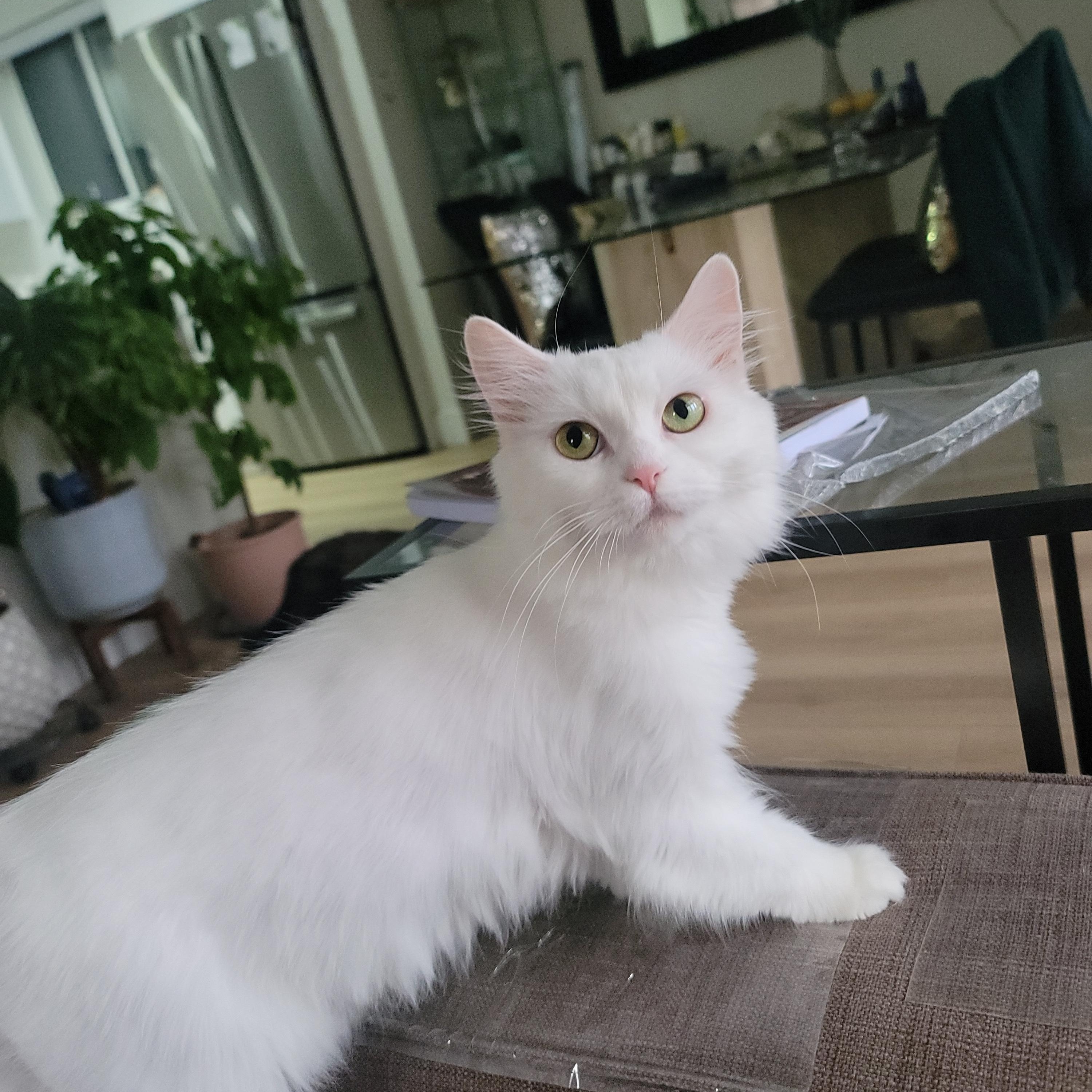 Enlarge Jolene, a Adoptable Turkish Angora in Scarborough, ON image 3/3