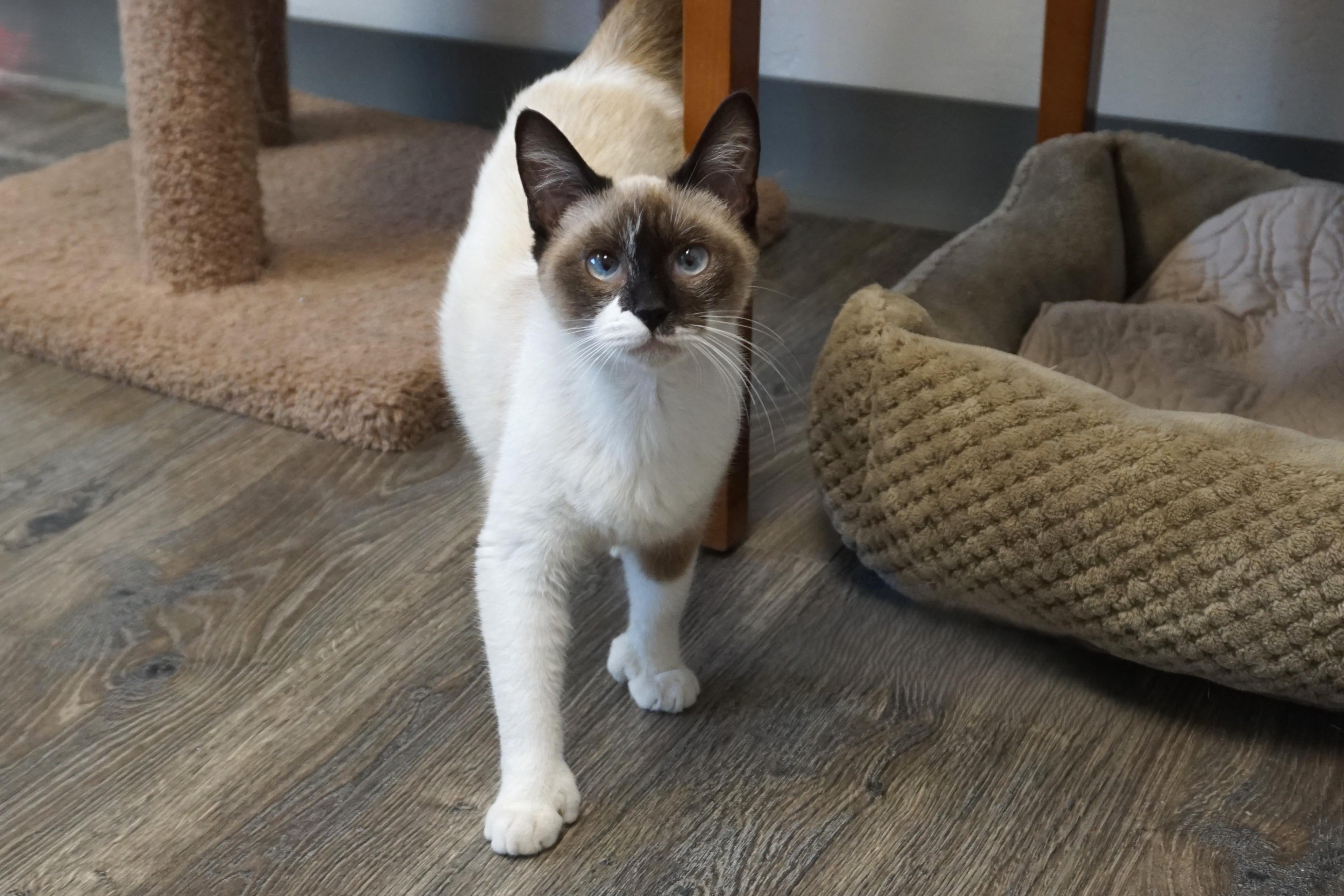Enlarge Oracle, a ADOPTABLE Siamese in Fountain Hills, AZ image 1/5