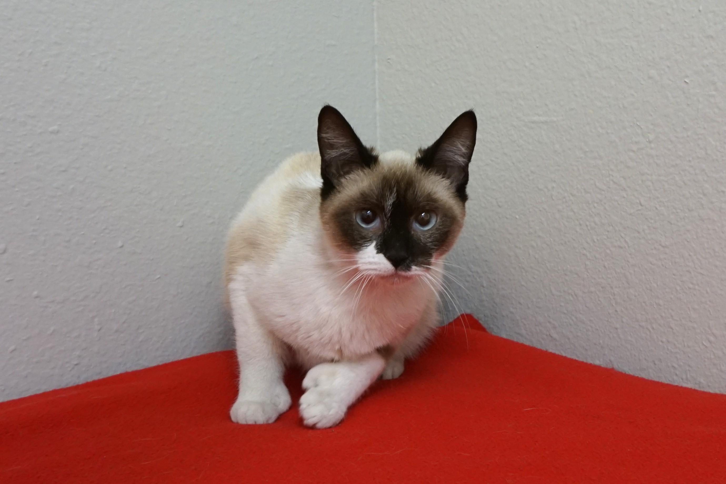 Enlarge Oracle, a ADOPTABLE Siamese in Fountain Hills, AZ image 5/5