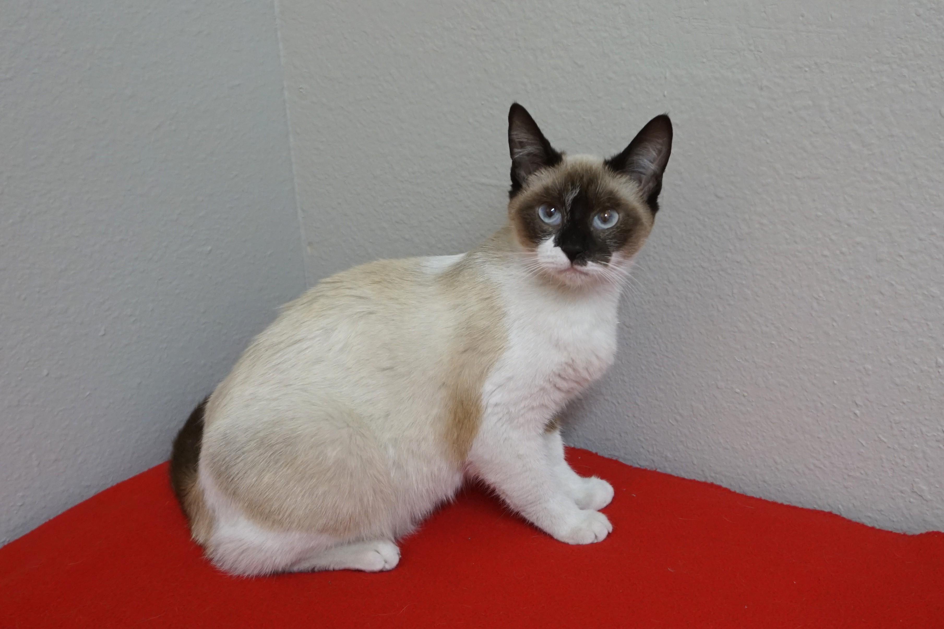 Enlarge Oracle, a ADOPTABLE Siamese in Fountain Hills, AZ image 4/5