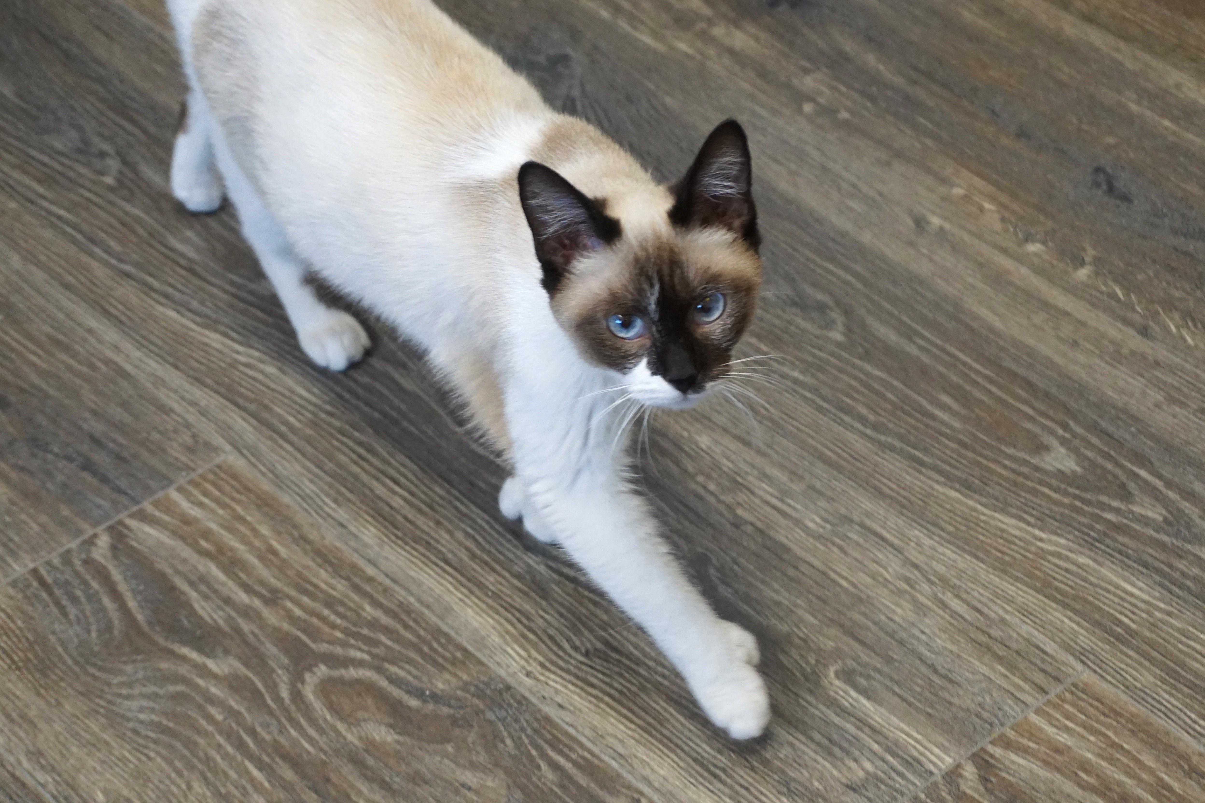 Enlarge Oracle, a ADOPTABLE Siamese in Fountain Hills, AZ image 2/5