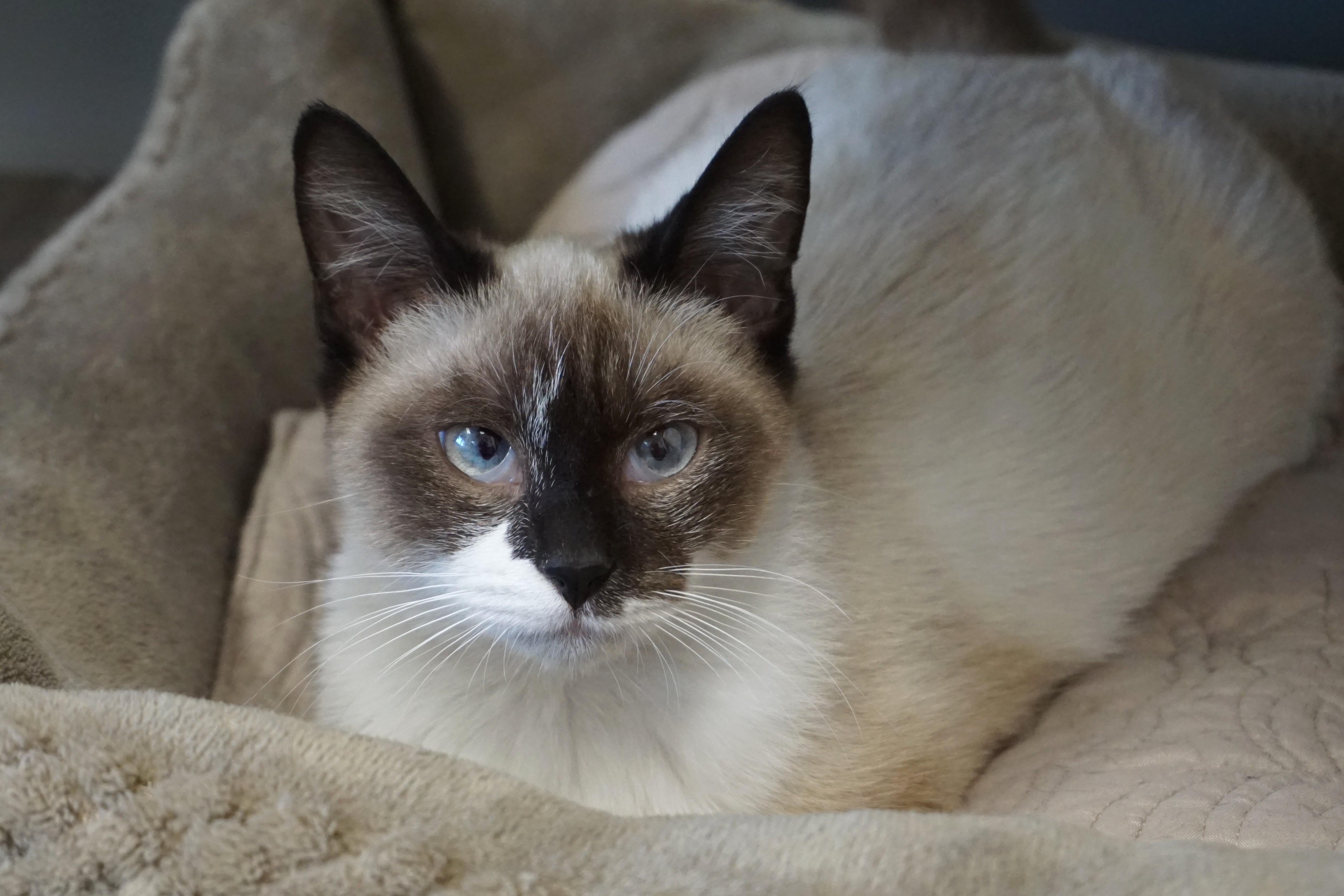 Enlarge Oracle, a ADOPTABLE Siamese in Fountain Hills, AZ image 3/5