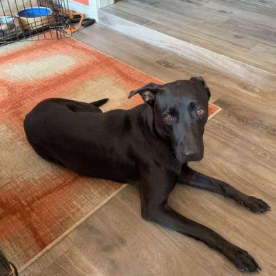 Enlarge Zoe, a Adoptable mixed breed in Gainesville, VA image 6/6