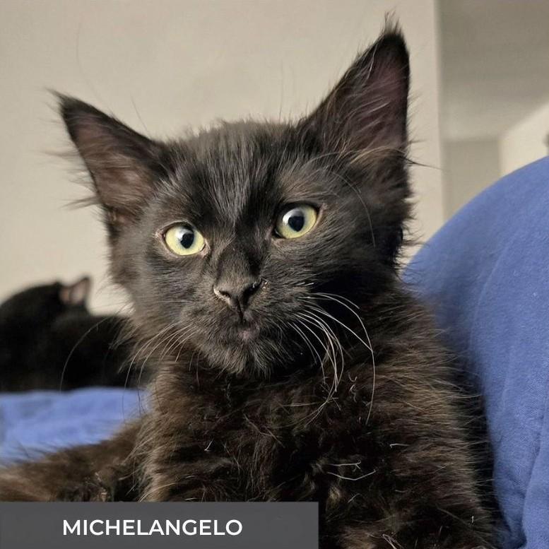 Michelangelo, adopted, Kitten Male Domestic Short Hair.