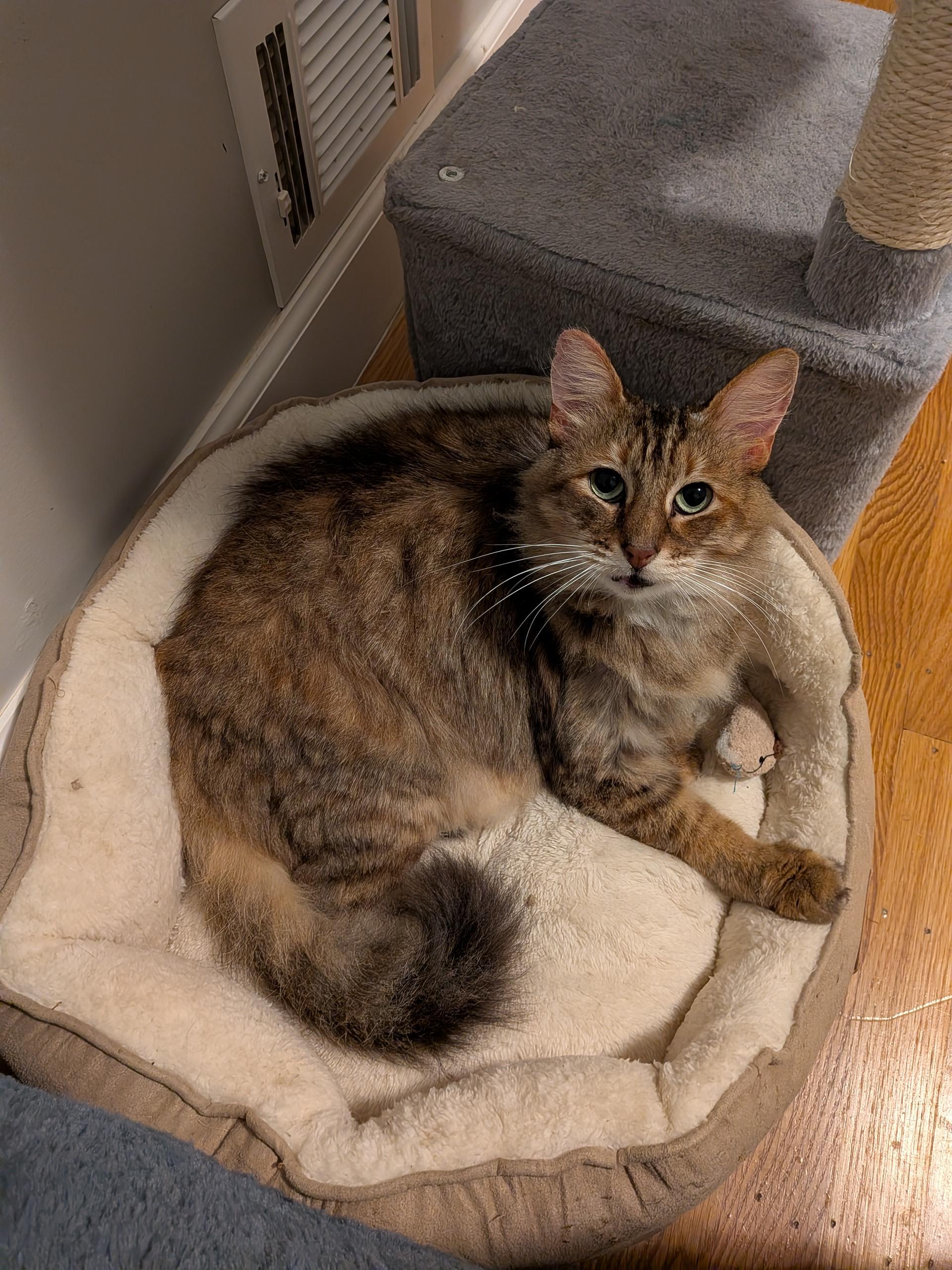 Pelusa, ADOPTABLE, Adult Female Domestic Short Hair.