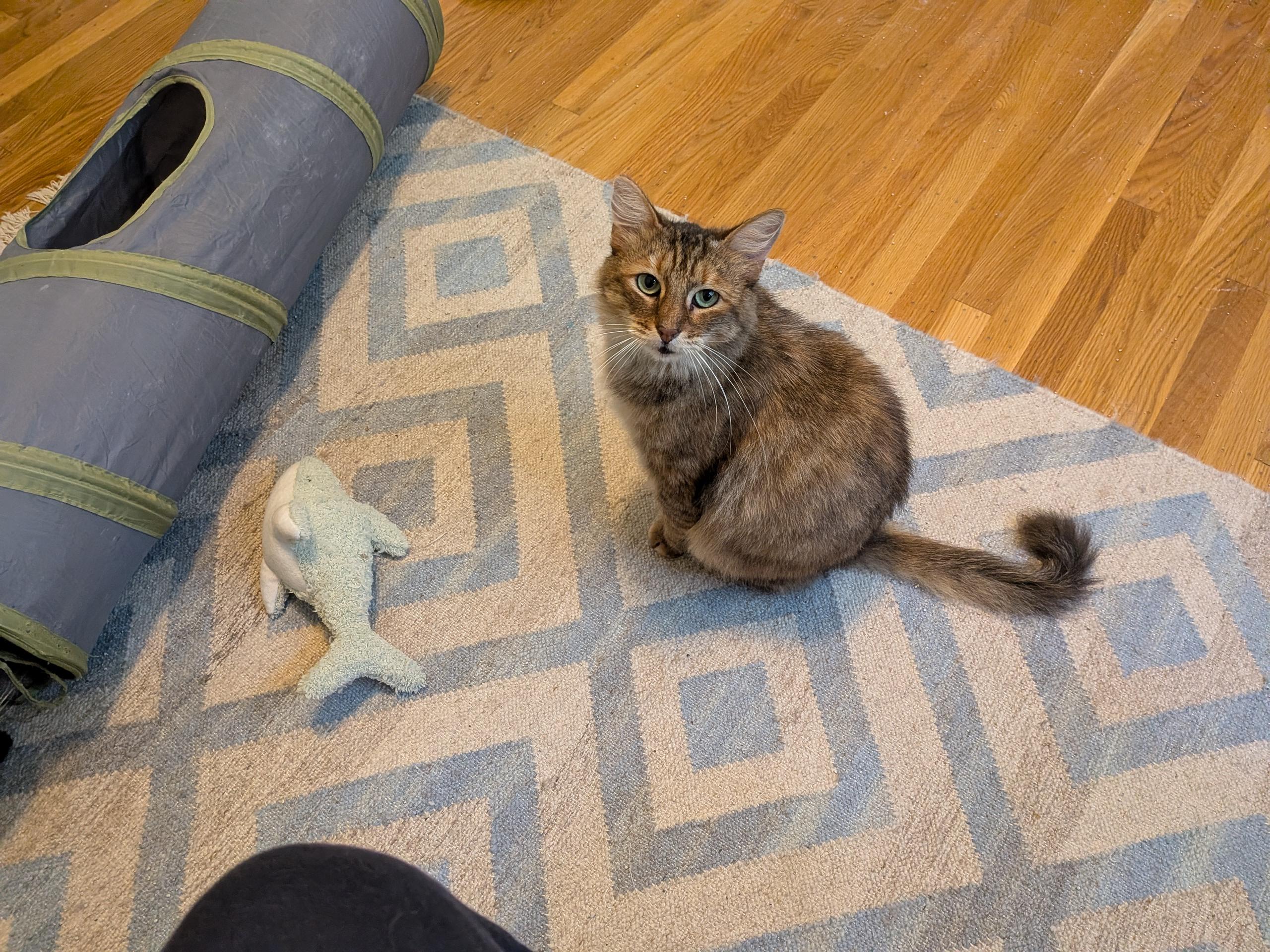 Enlarge Pelusa, a ADOPTABLE Domestic Short Hair in Oakland, CA image 3/4