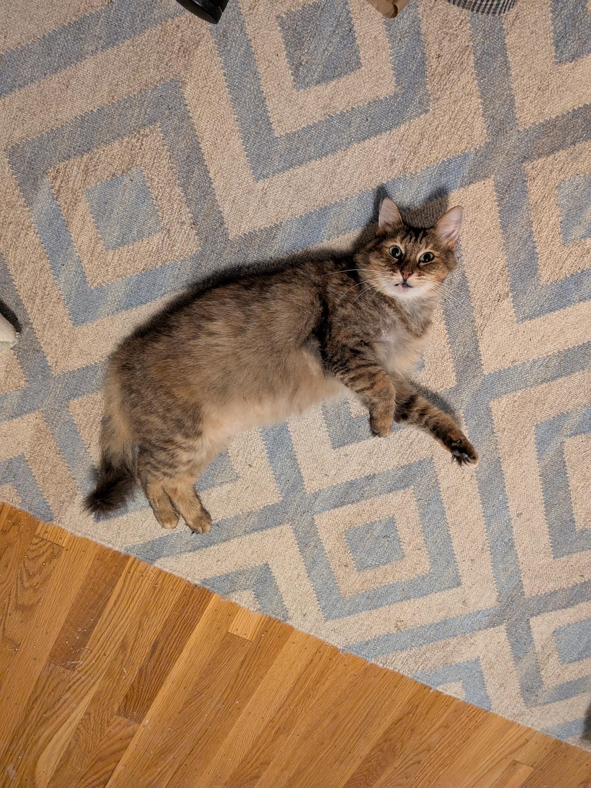 Enlarge Pelusa, a ADOPTABLE Domestic Short Hair in Oakland, CA image 2/4