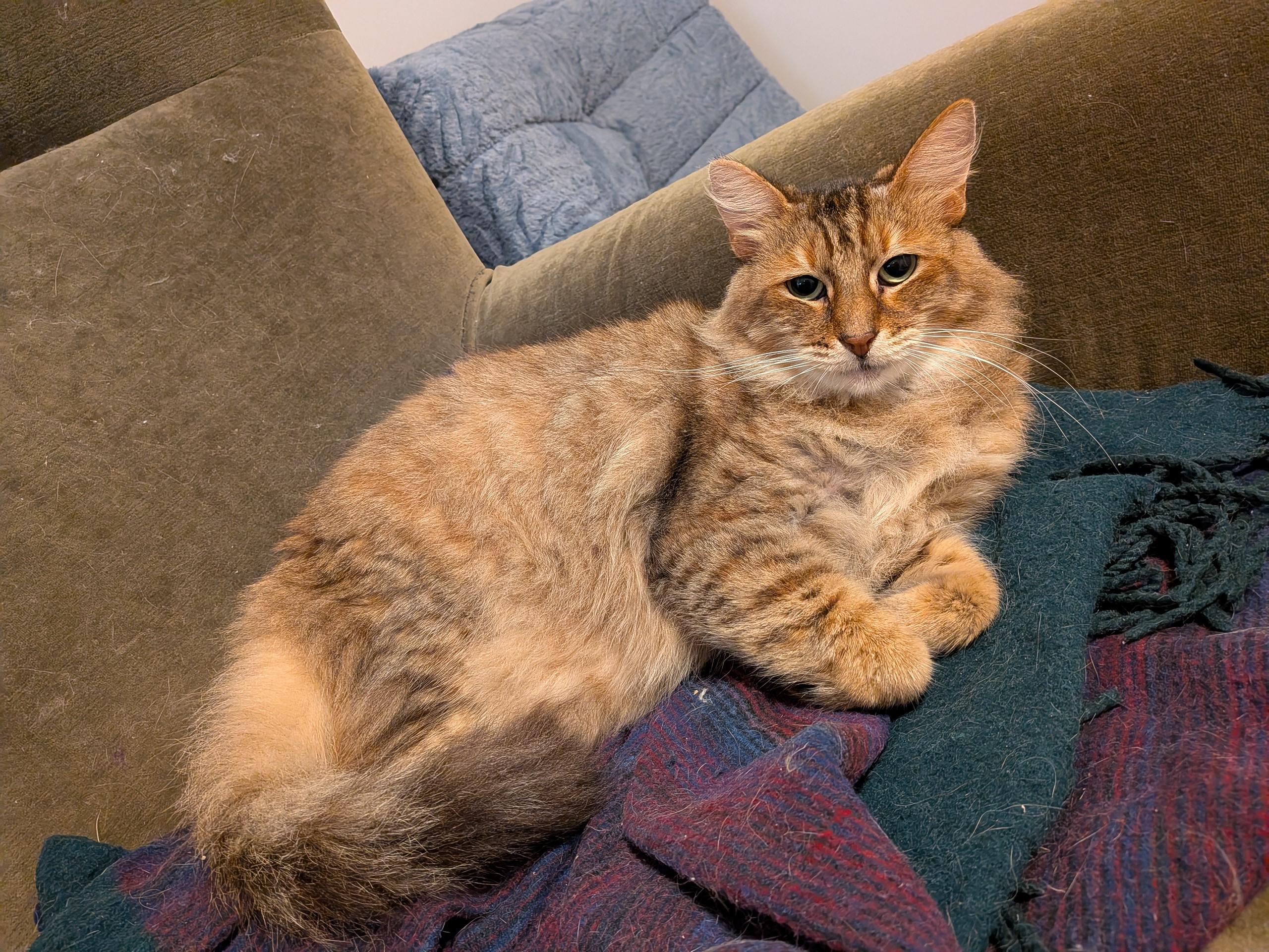 Enlarge Pelusa, a ADOPTABLE Domestic Short Hair in Oakland, CA image 4/4