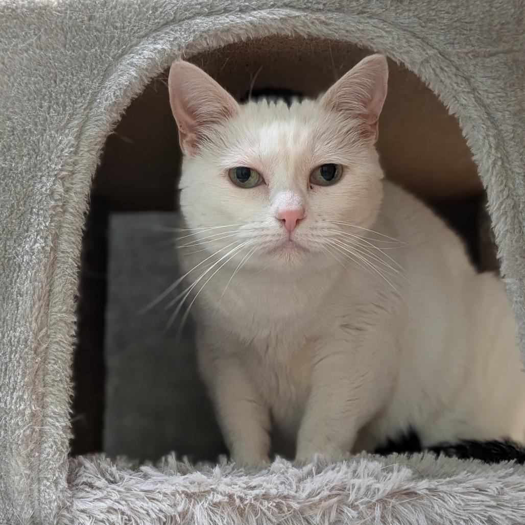 Enlarge Susie, a Adoptable Domestic Short Hair in Milan, IL image 1/4