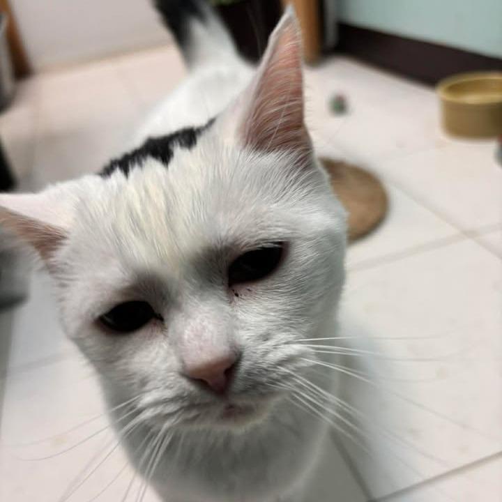 Enlarge Susie, a Adoptable Domestic Short Hair in Milan, IL image 2/6