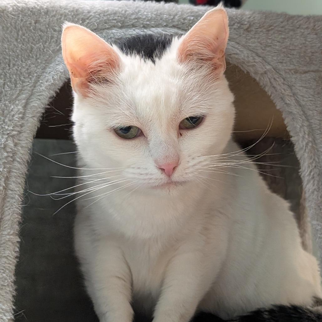 Enlarge Susie, a Adoptable Domestic Short Hair in Milan, IL image 2/4