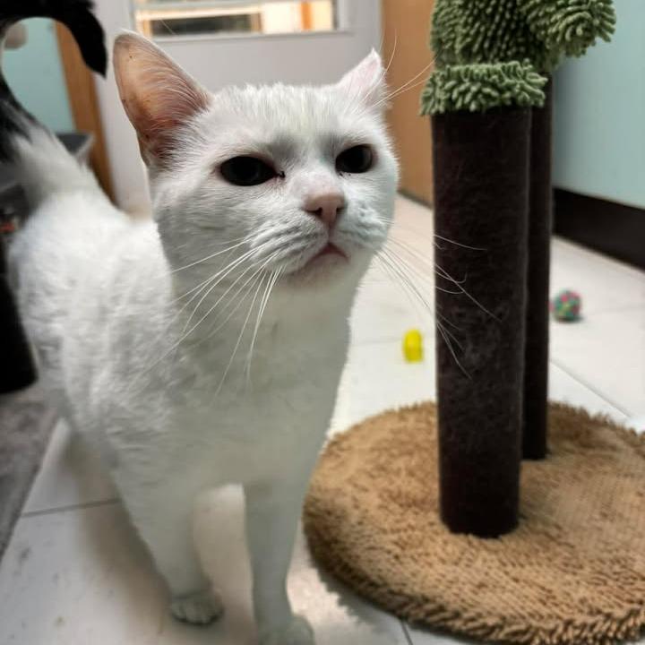 Enlarge Susie, a Adoptable Domestic Short Hair in Milan, IL image 4/6