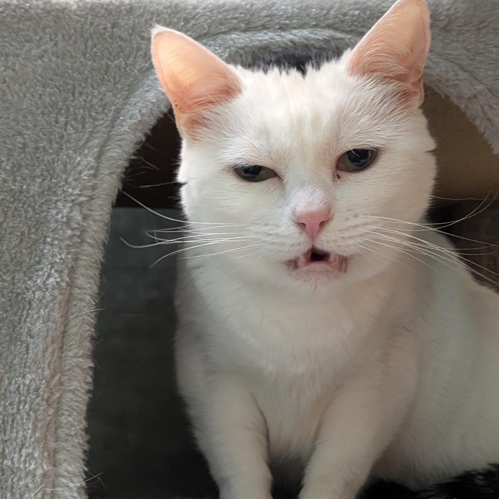 Enlarge Susie, a Adoptable Domestic Short Hair in Milan, IL image 3/4