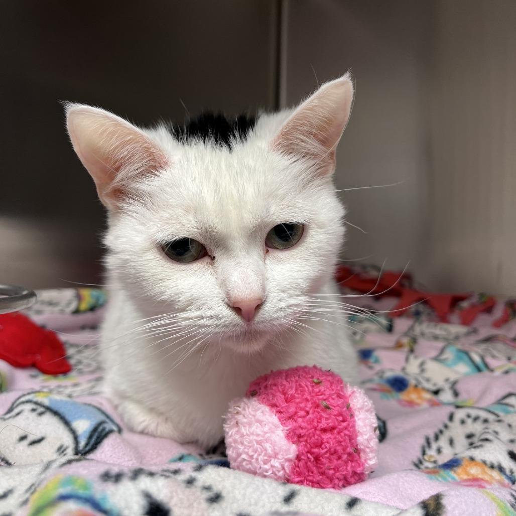 Enlarge Susie, a Adoptable Domestic Short Hair in Milan, IL image 4/4