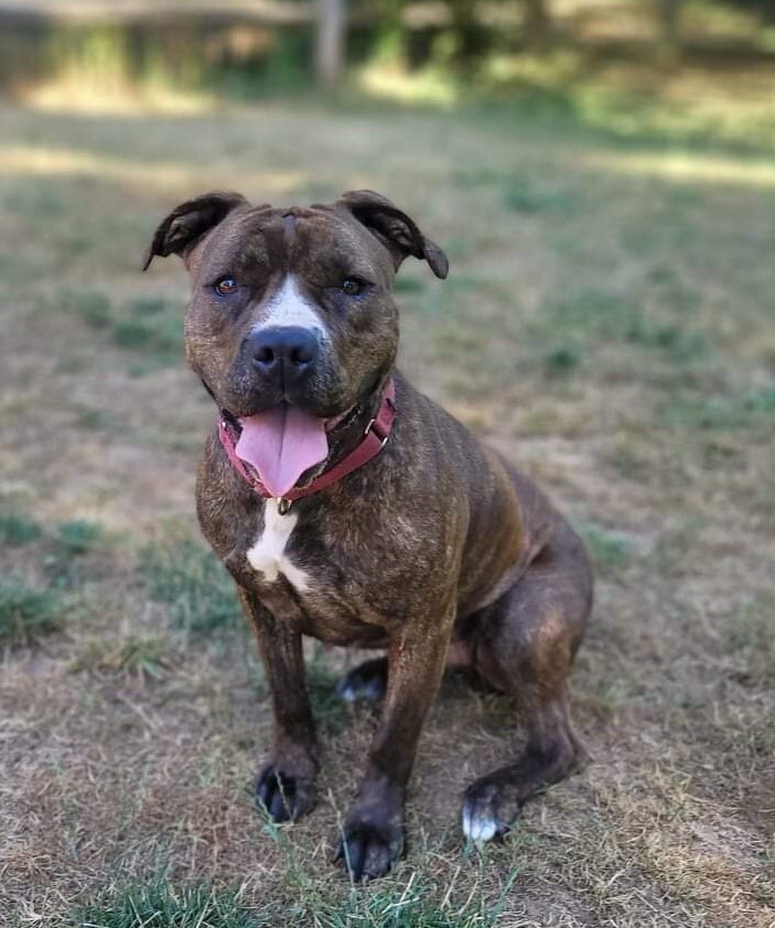 Enlarge Callie, a Adoptable mixed breed in Portland, OR image 1/5