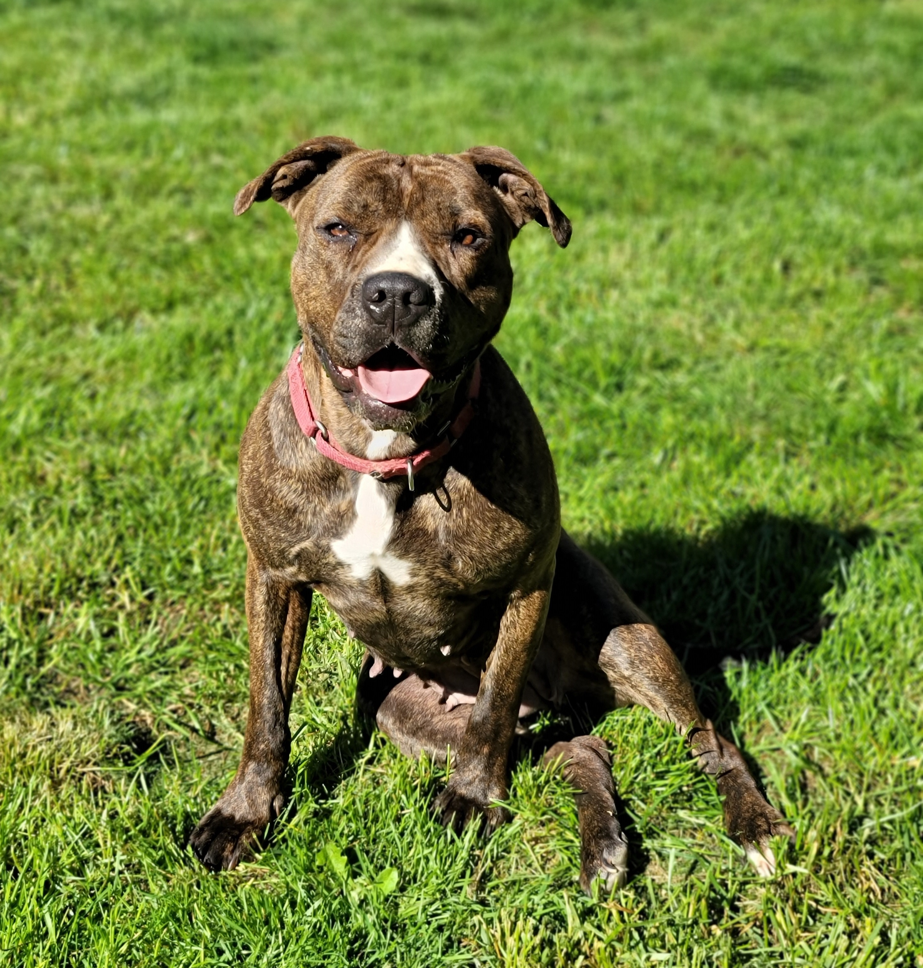 Enlarge Callie, a Adoptable mixed breed in Portland, OR image 2/5