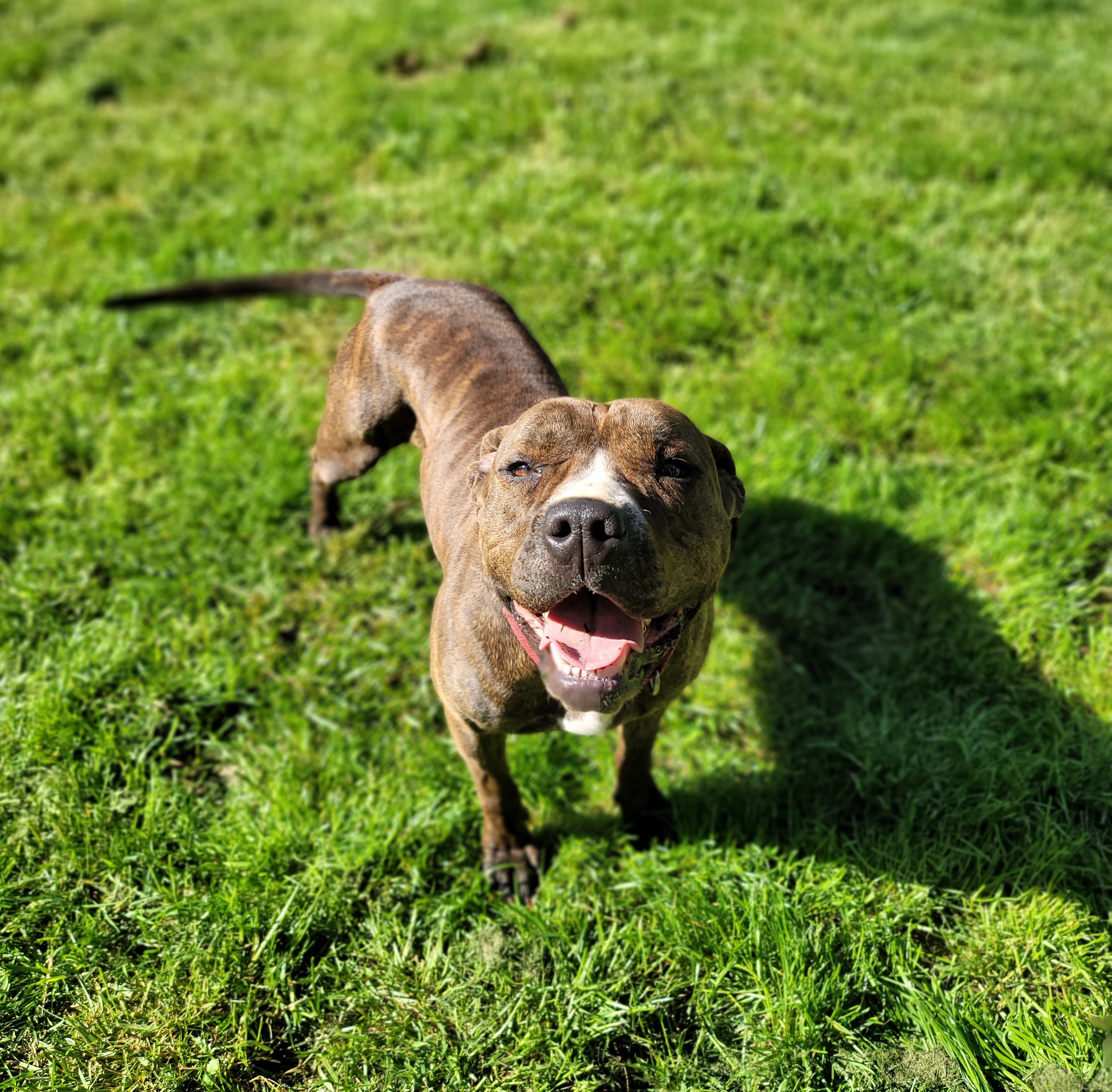 Enlarge Callie, a Adoptable mixed breed in Portland, OR image 3/5