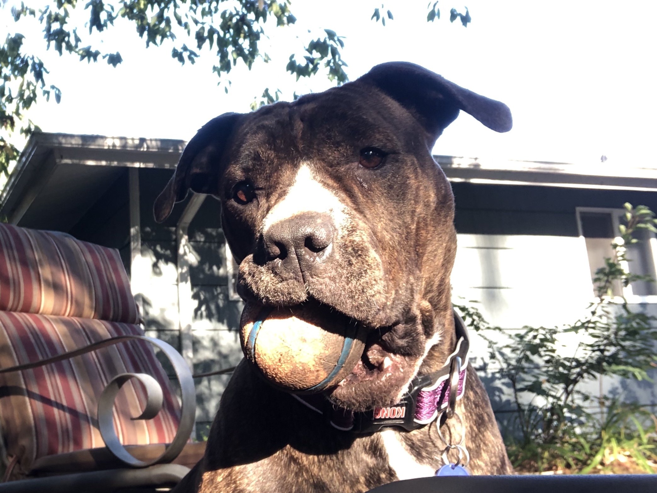 Enlarge Callie, a Adoptable mixed breed in Portland, OR image 4/5