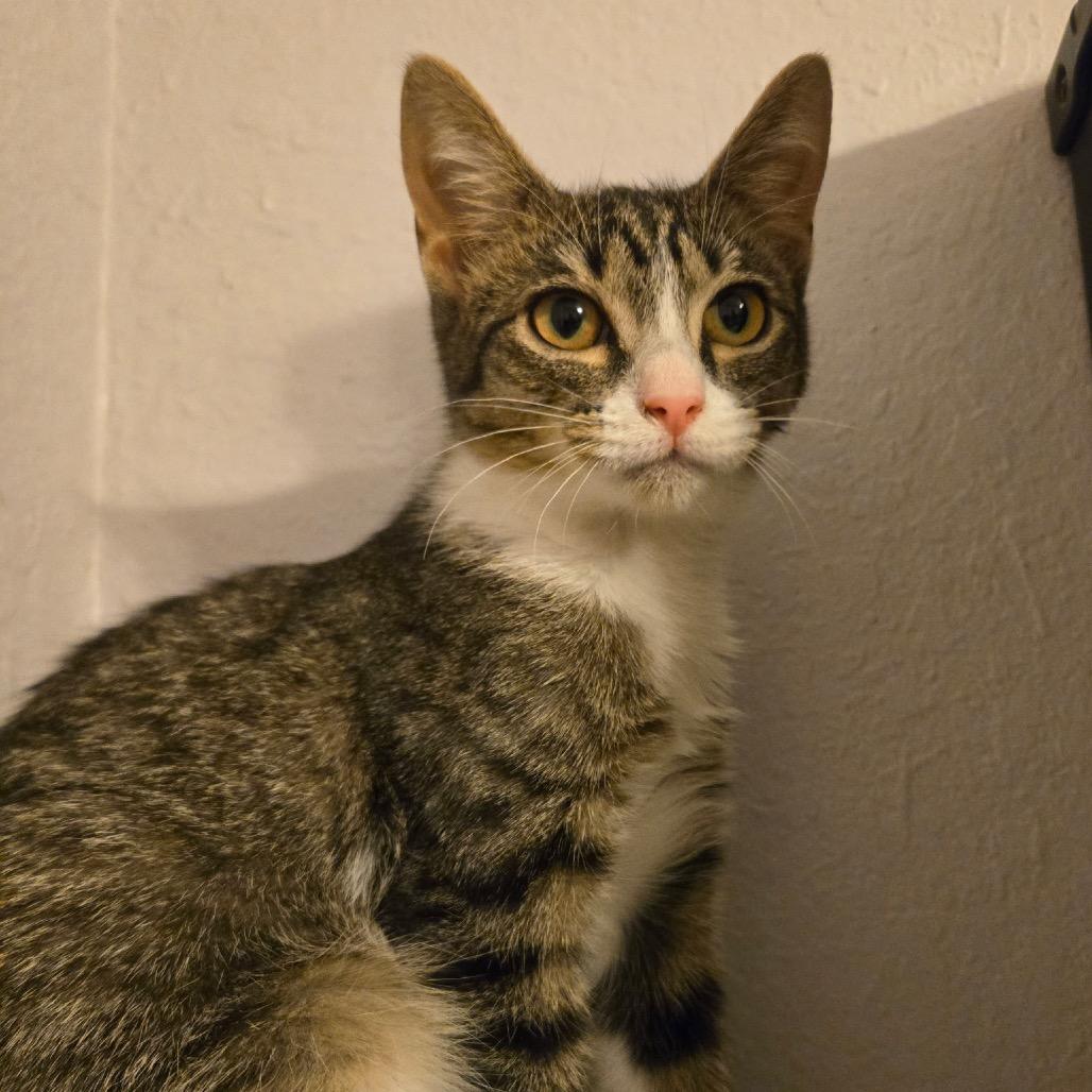 Enlarge Pearl, a Adoptable Domestic Short Hair in Titusville, FL image 1/1