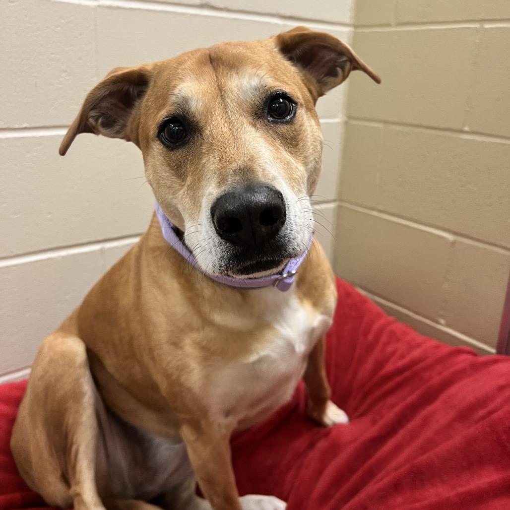 Jasmine, Adoptable, Senior Female Mixed Breed.