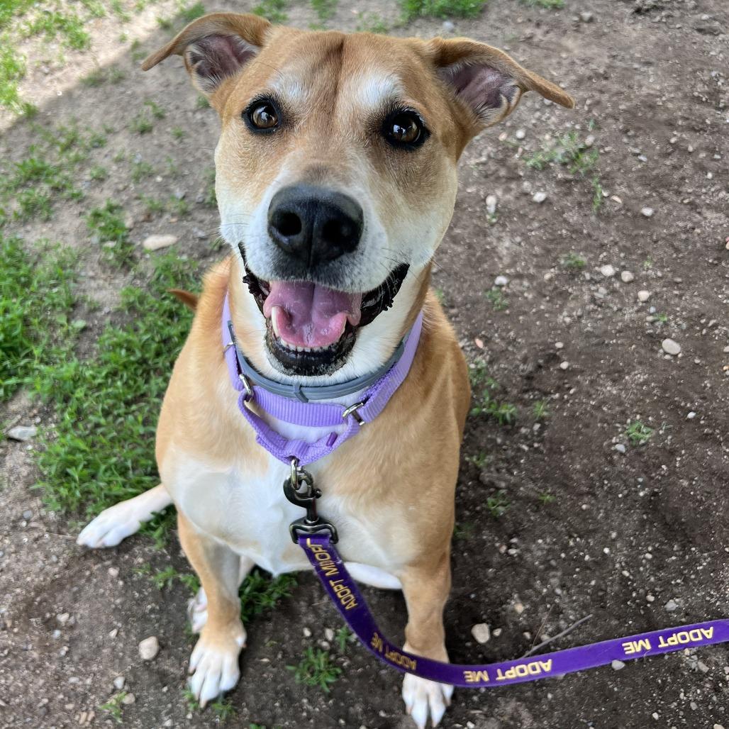 Enlarge Jasmine, a Adoptable Mixed Breed in Concord, NH image 2/5
