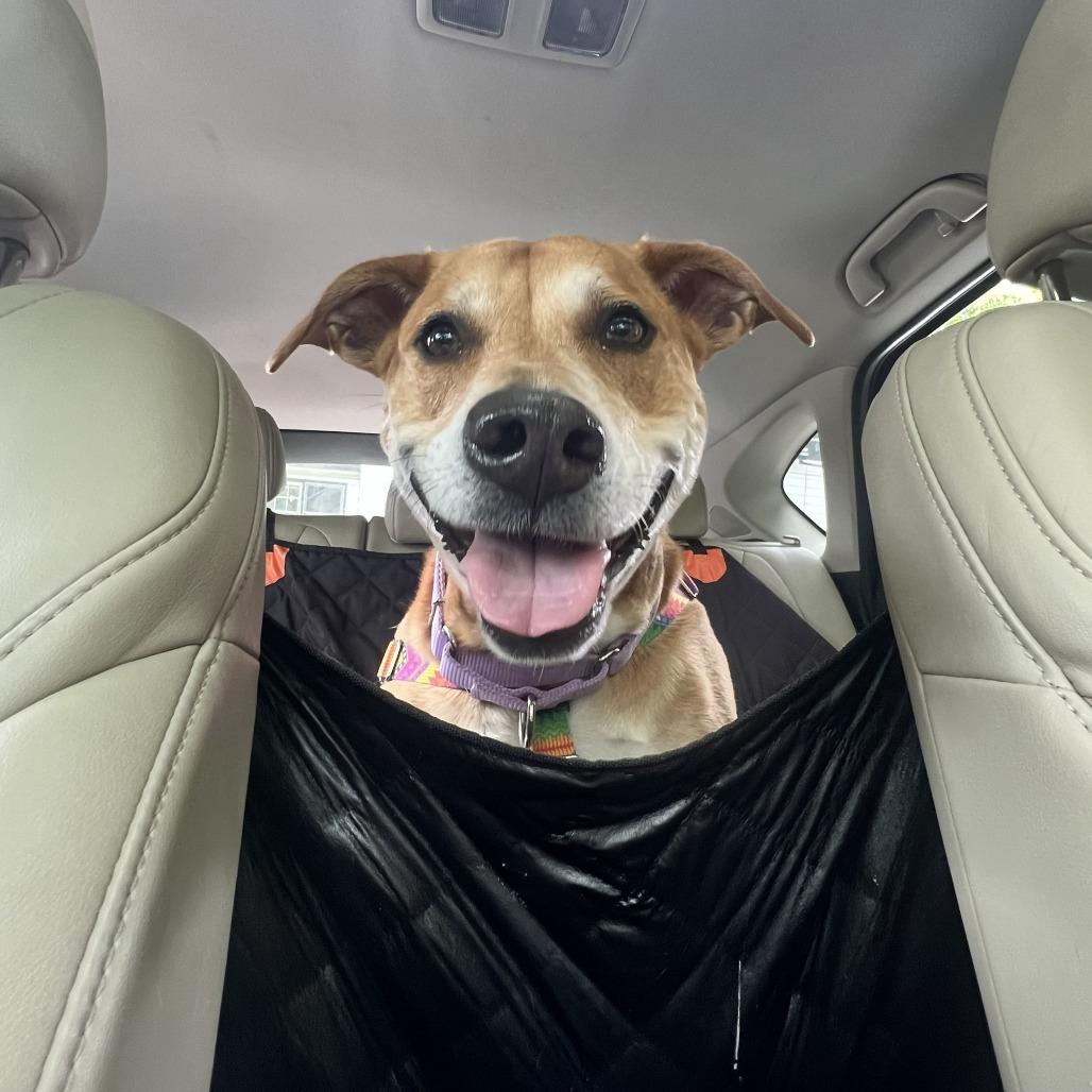 Enlarge Jasmine, a Adoptable Mixed Breed in Concord, NH image 3/5