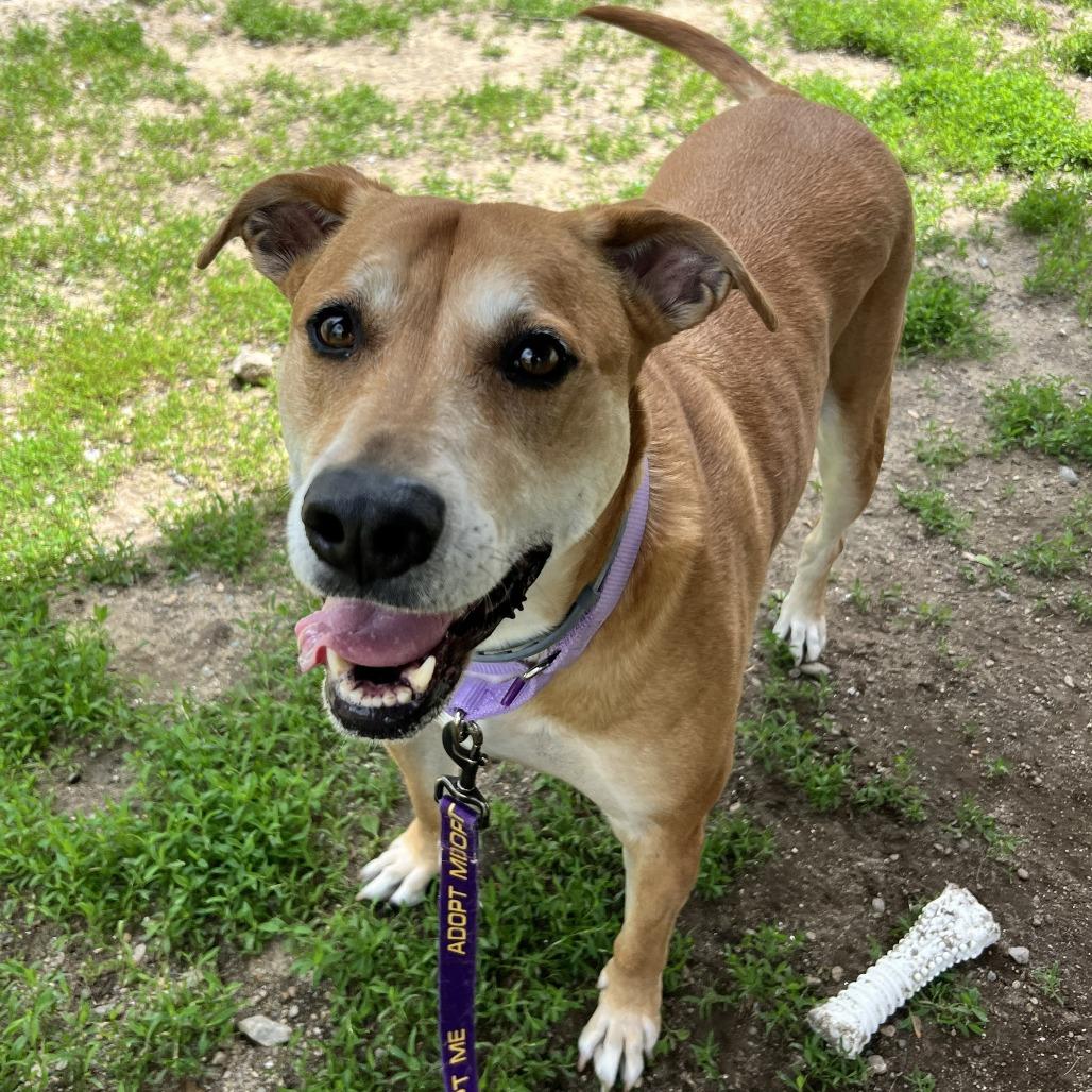 Enlarge Jasmine, a Adoptable Mixed Breed in Concord, NH image 4/5