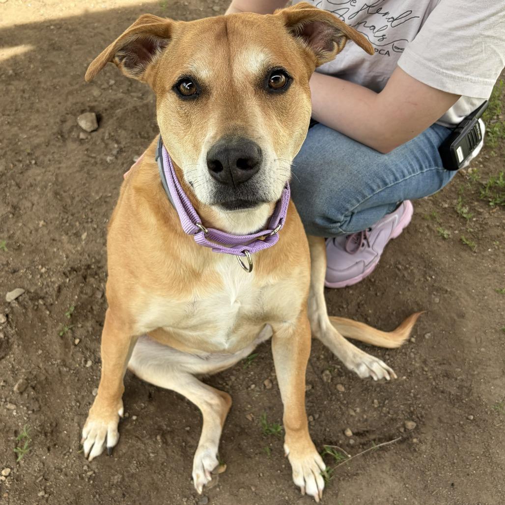 Enlarge Jasmine, a Adoptable Mixed Breed in Concord, NH image 5/5