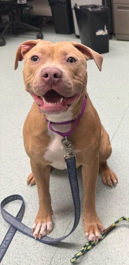 Enlarge Butters, an adopted Pit Bull Terrier in Teterboro, NJ image 2/4