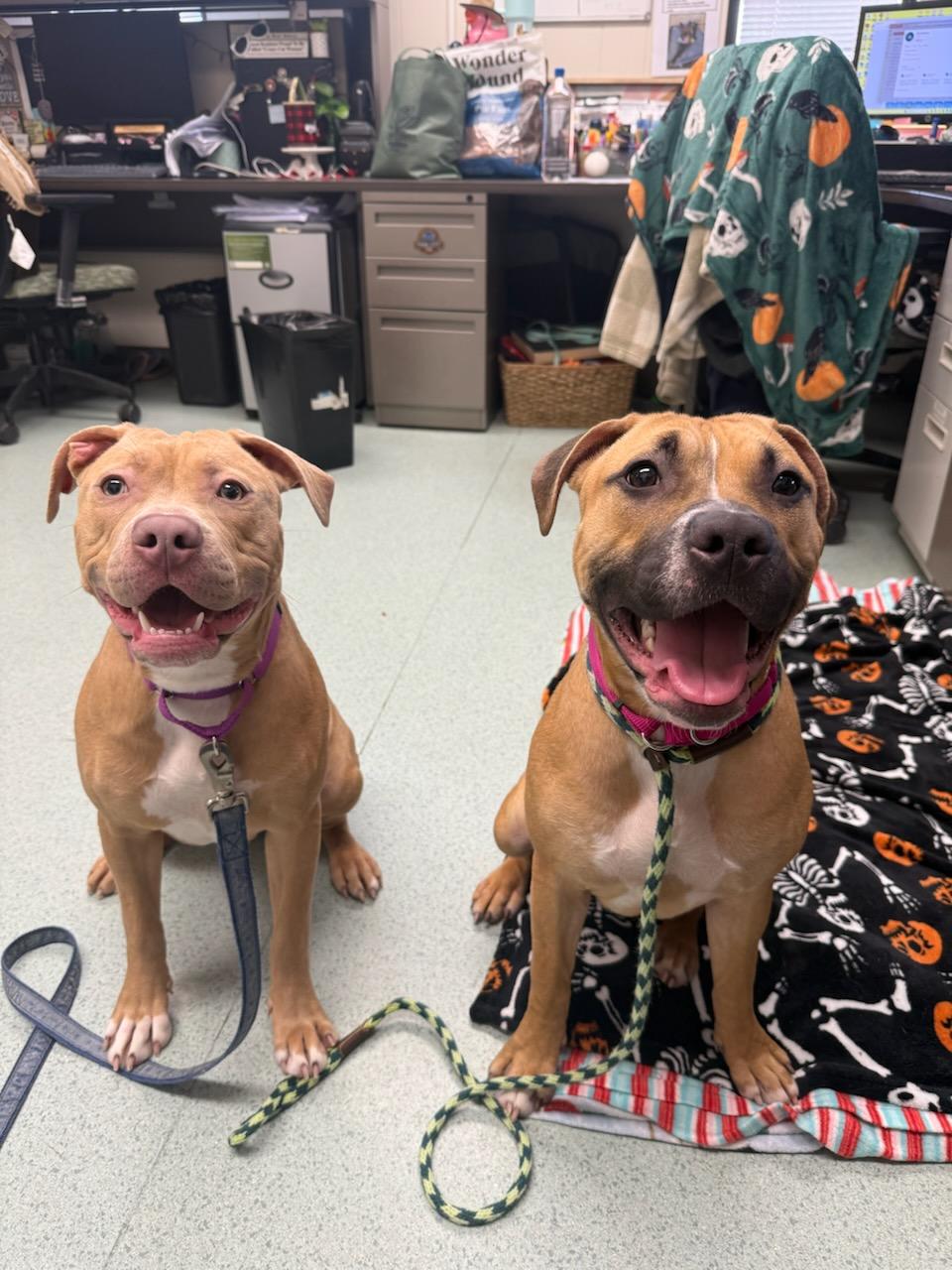 Enlarge Butters, an adopted Pit Bull Terrier in Teterboro, NJ image 3/4