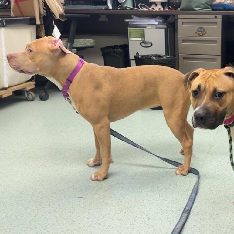 Enlarge Butters, an adopted Pit Bull Terrier in Teterboro, NJ image 4/4