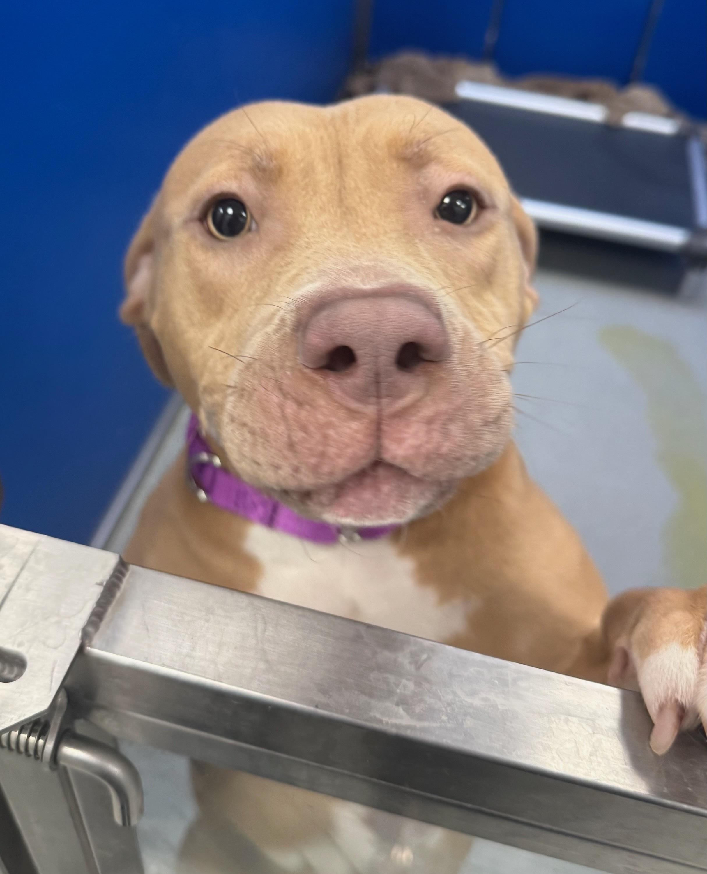 Enlarge Butters, an adopted Pit Bull Terrier in Teterboro, NJ image 1/4