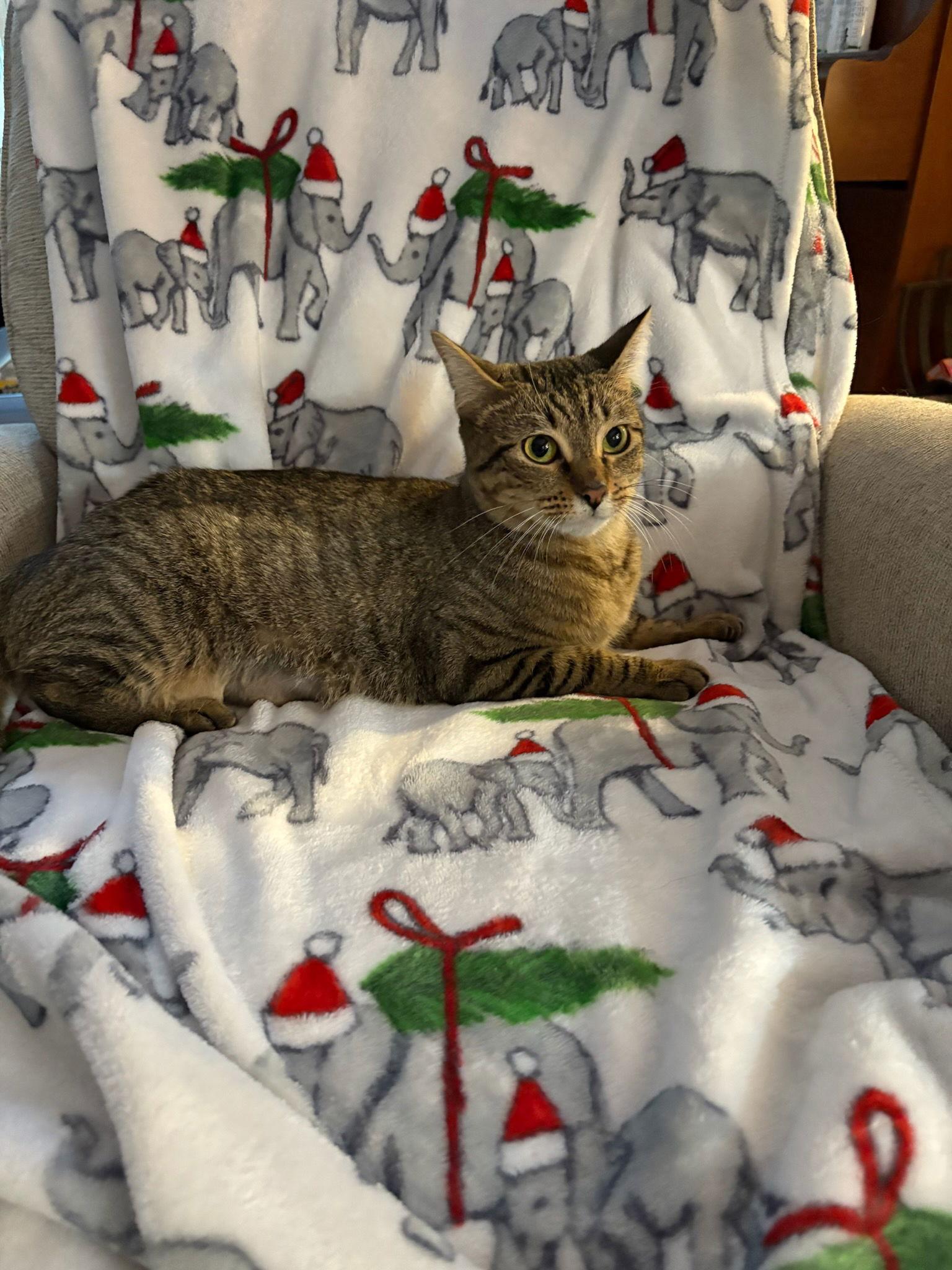 Ophelia, Adoptable, Young Female Tabby.