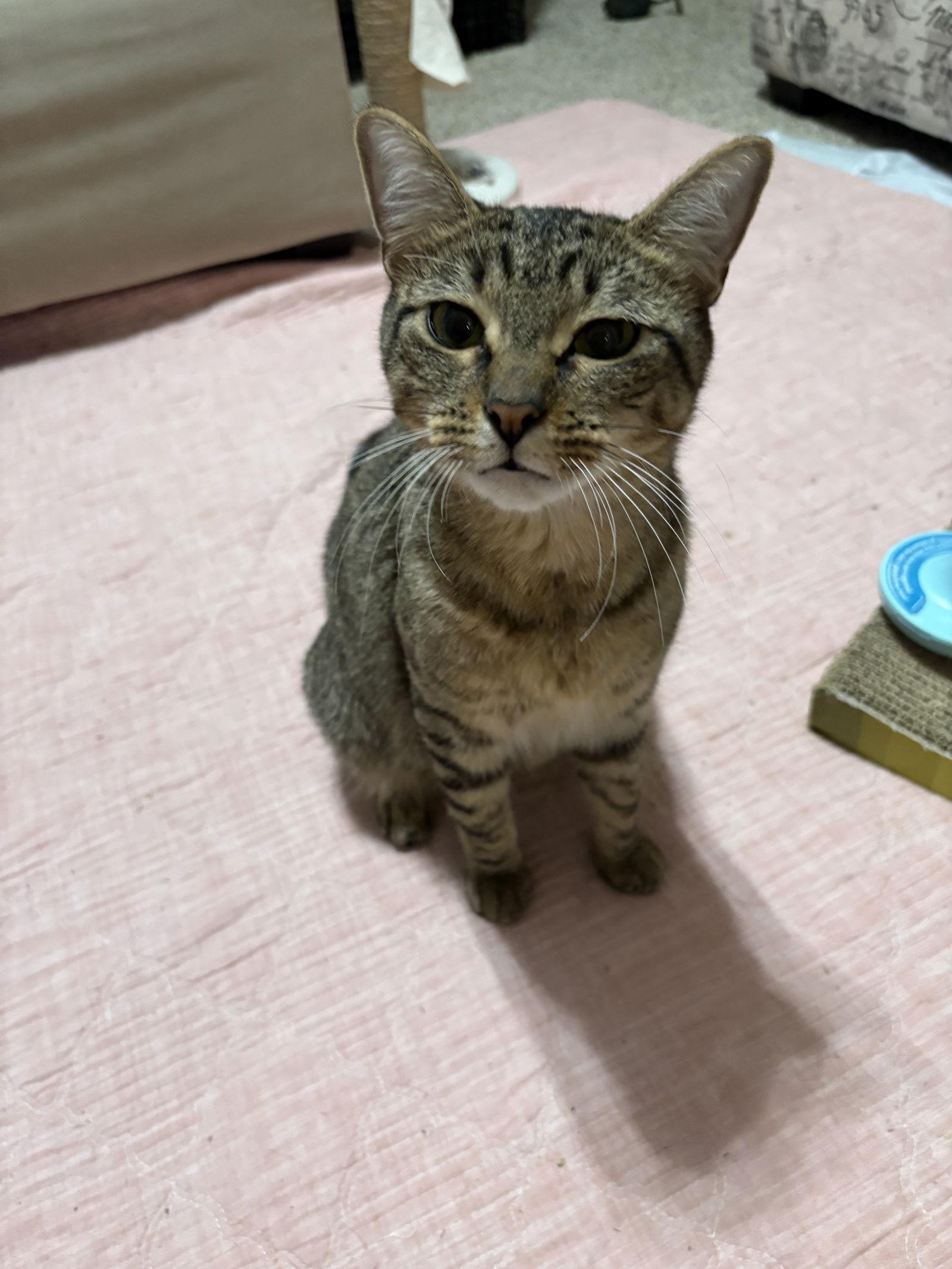 Enlarge Ophelia, a Adoptable Tabby in East Derry, NH image 2/3