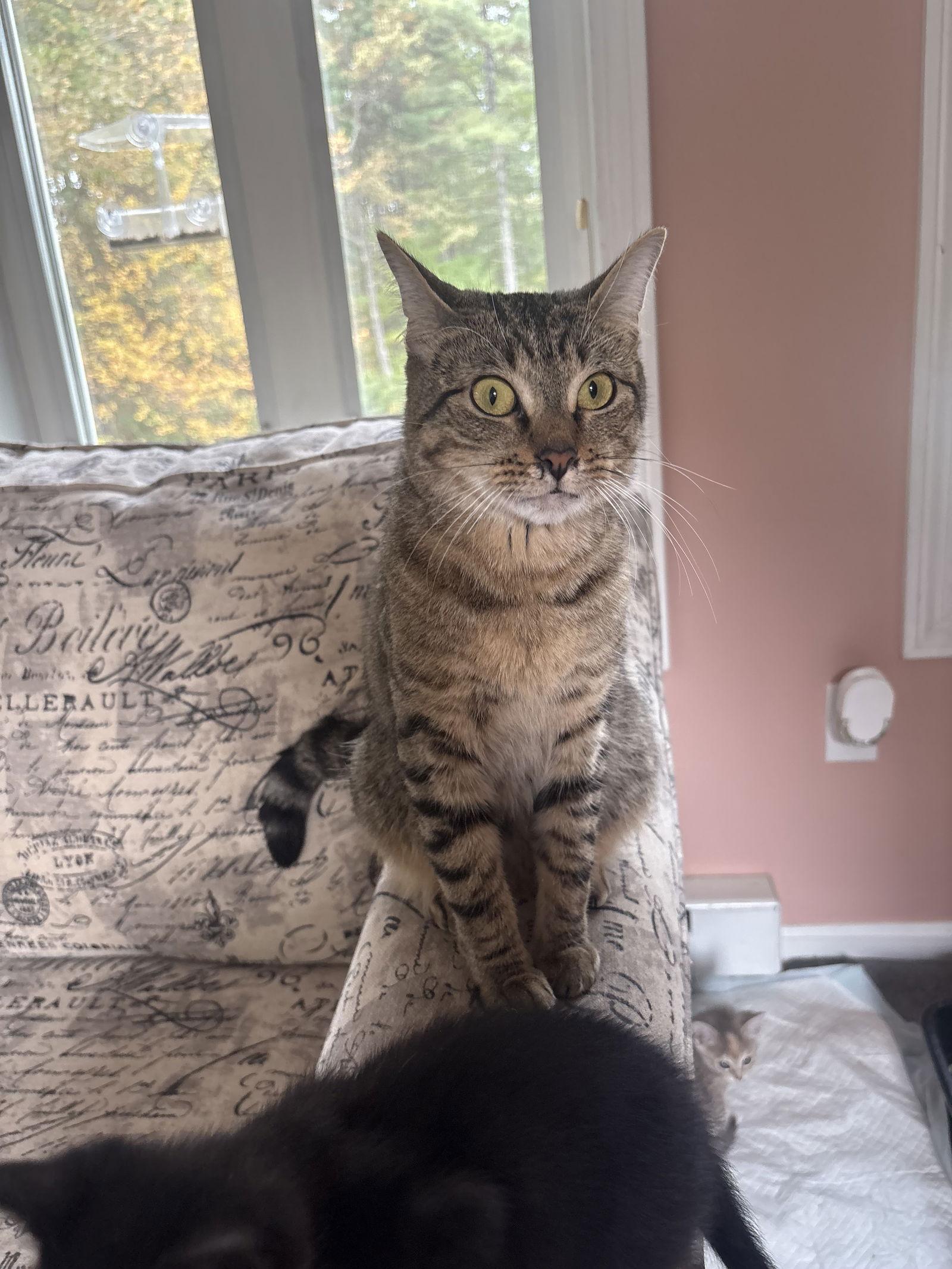 Enlarge Ophelia, a Adoptable Tabby in East Derry, NH image 3/3